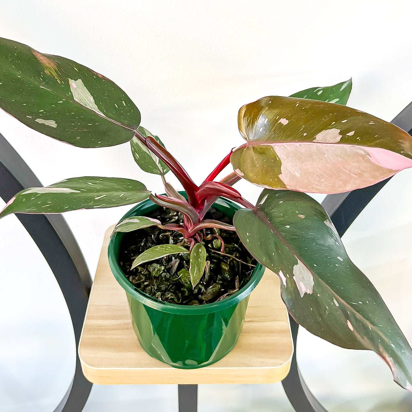 Philodendron Pink Princess | The Plant Boys