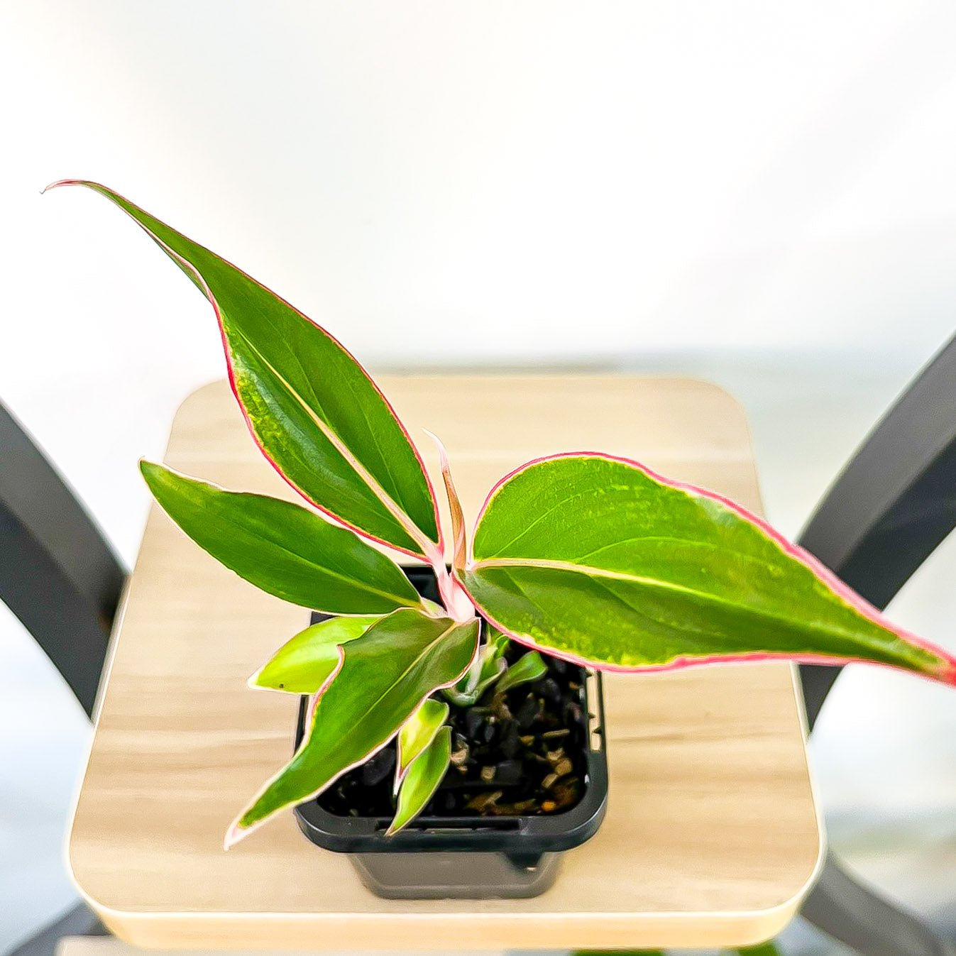 Aglaonema Siam Aurora | The Plant Boys