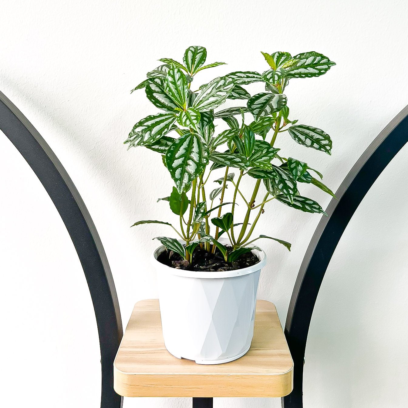 Pilea Cadieri Aluminium Plant | The Plant Boys