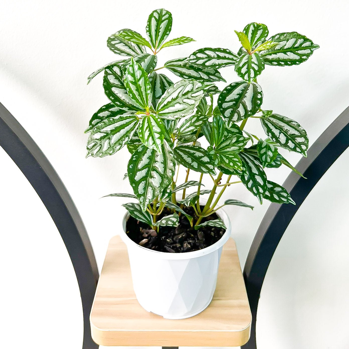 Pilea Cadieri Aluminium Plant | The Plant Boys