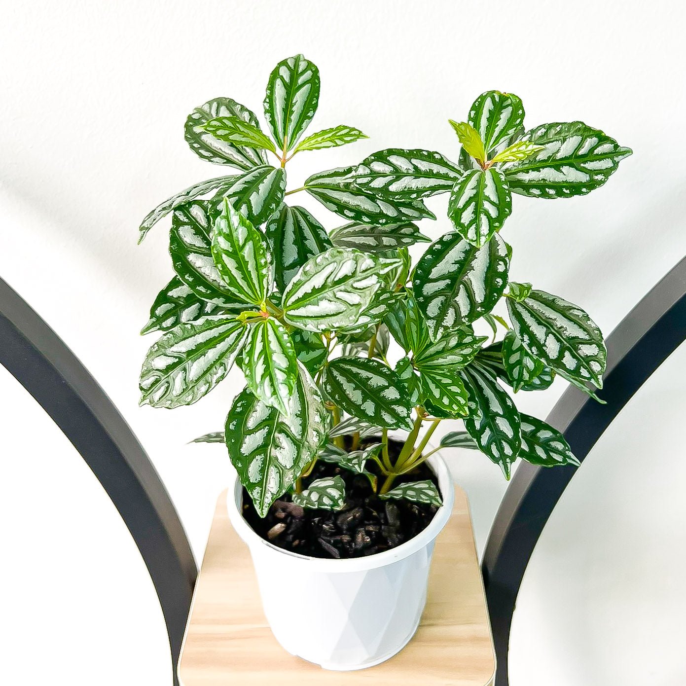 Pilea Cadieri Aluminium Plant | The Plant Boys