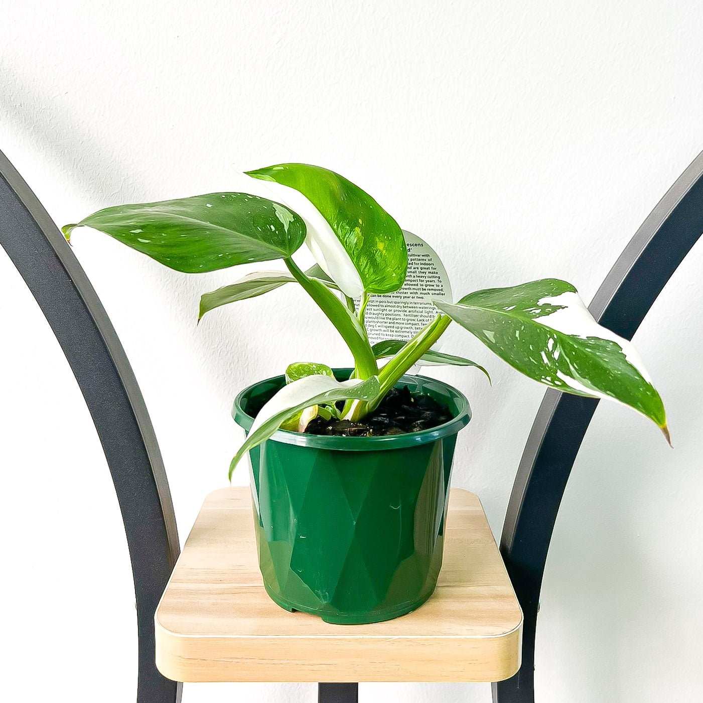Philodendron White Wizard | The Plant Boys
