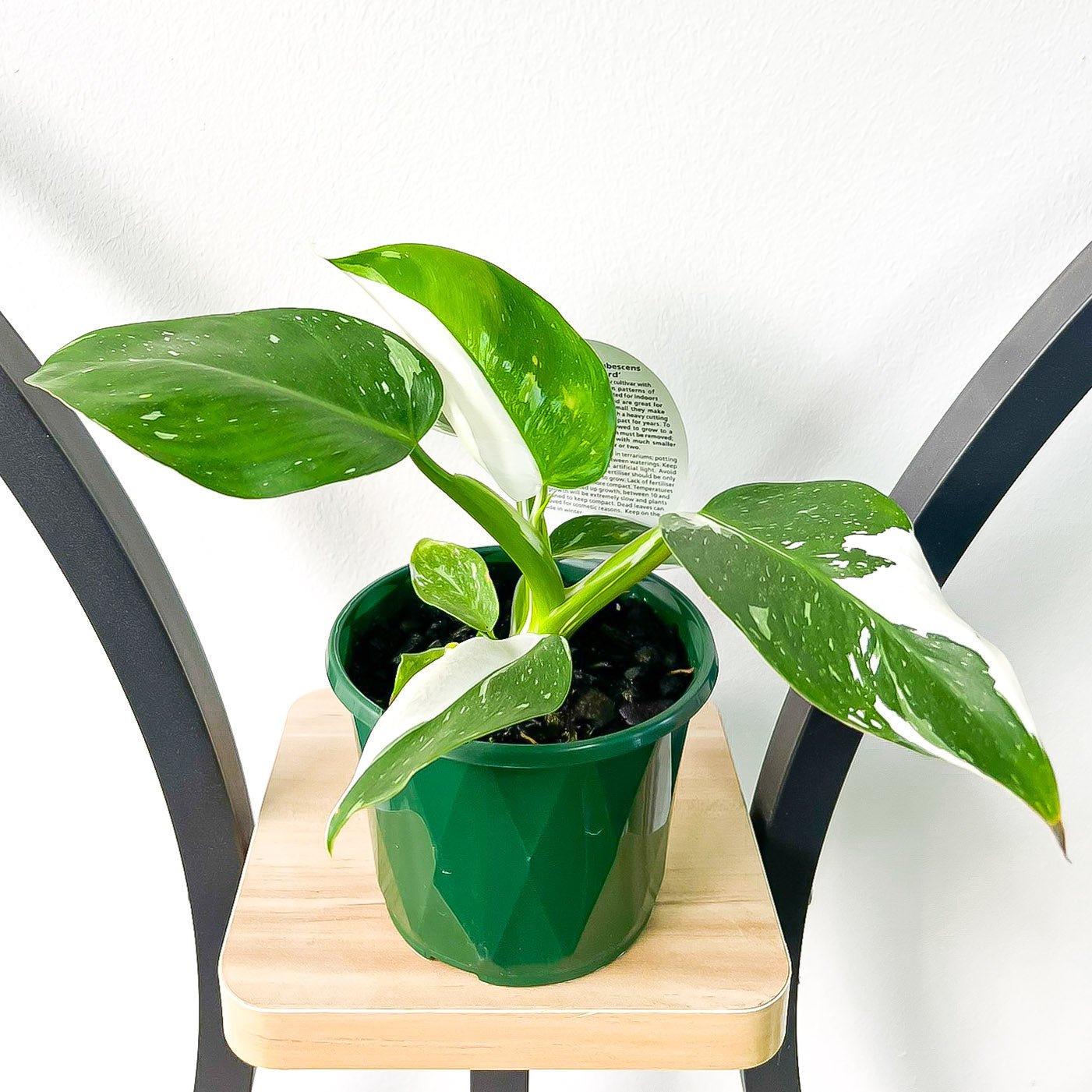 Philodendron White Wizard | The Plant Boys