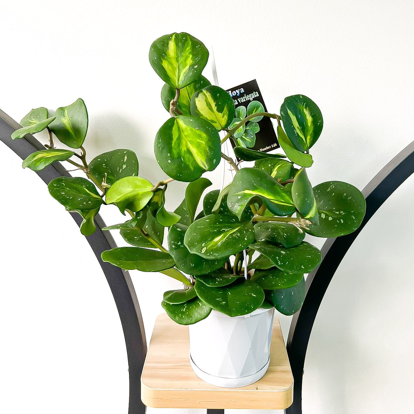 Hoya Obovata Variegata | The Plant Boys
