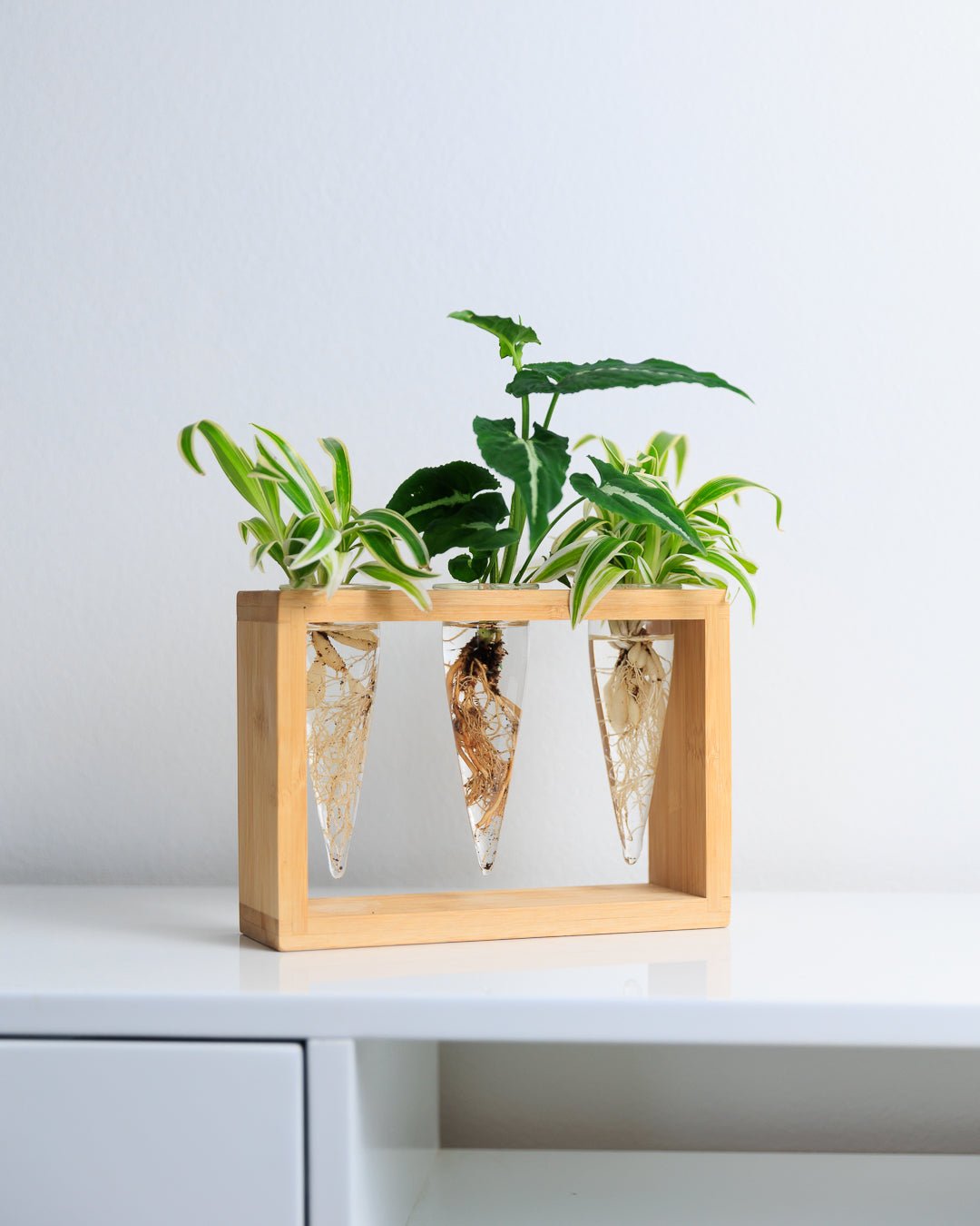 Proppi 3 Propagation Station | The Plant Boys