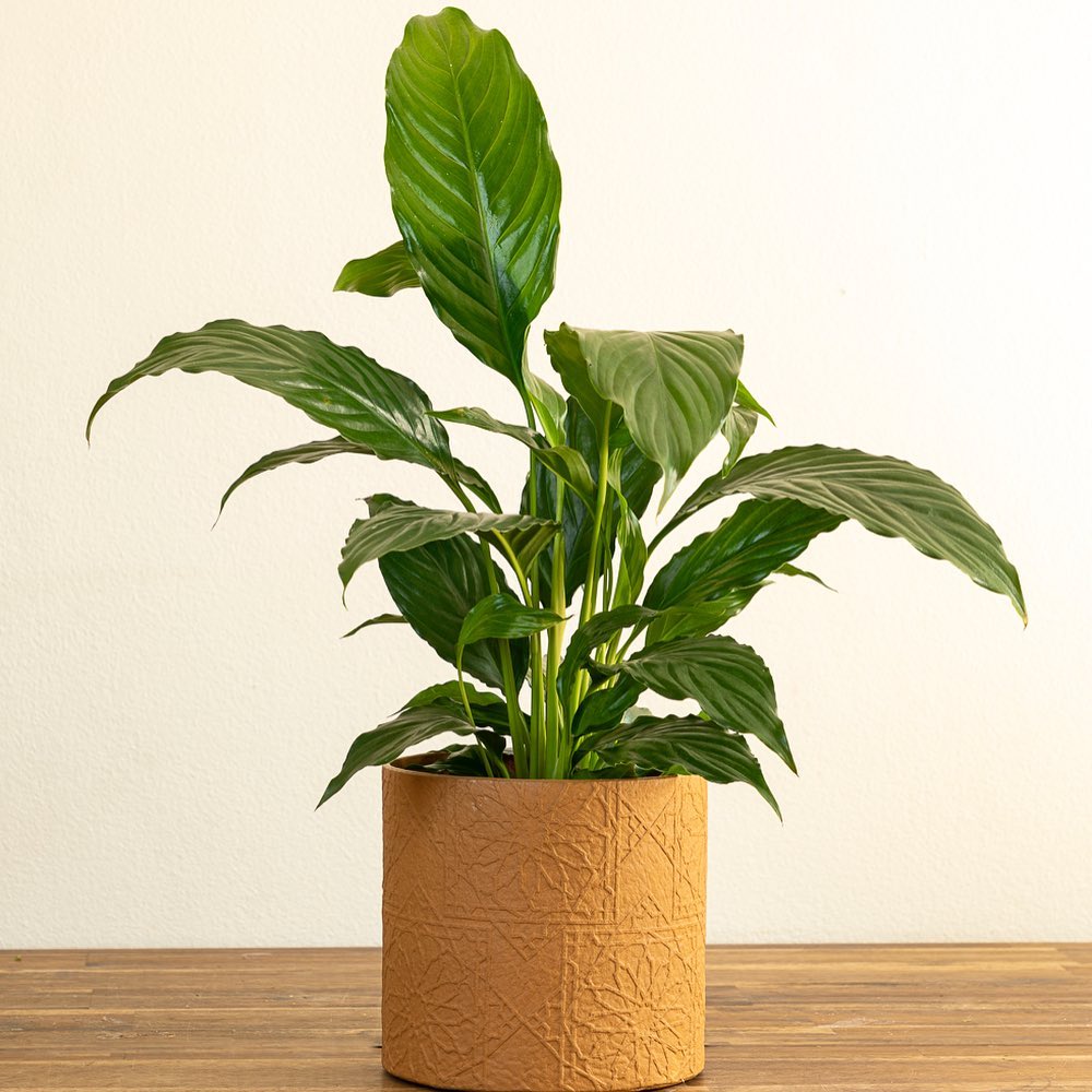 Diwali Pot | The Plant Boys