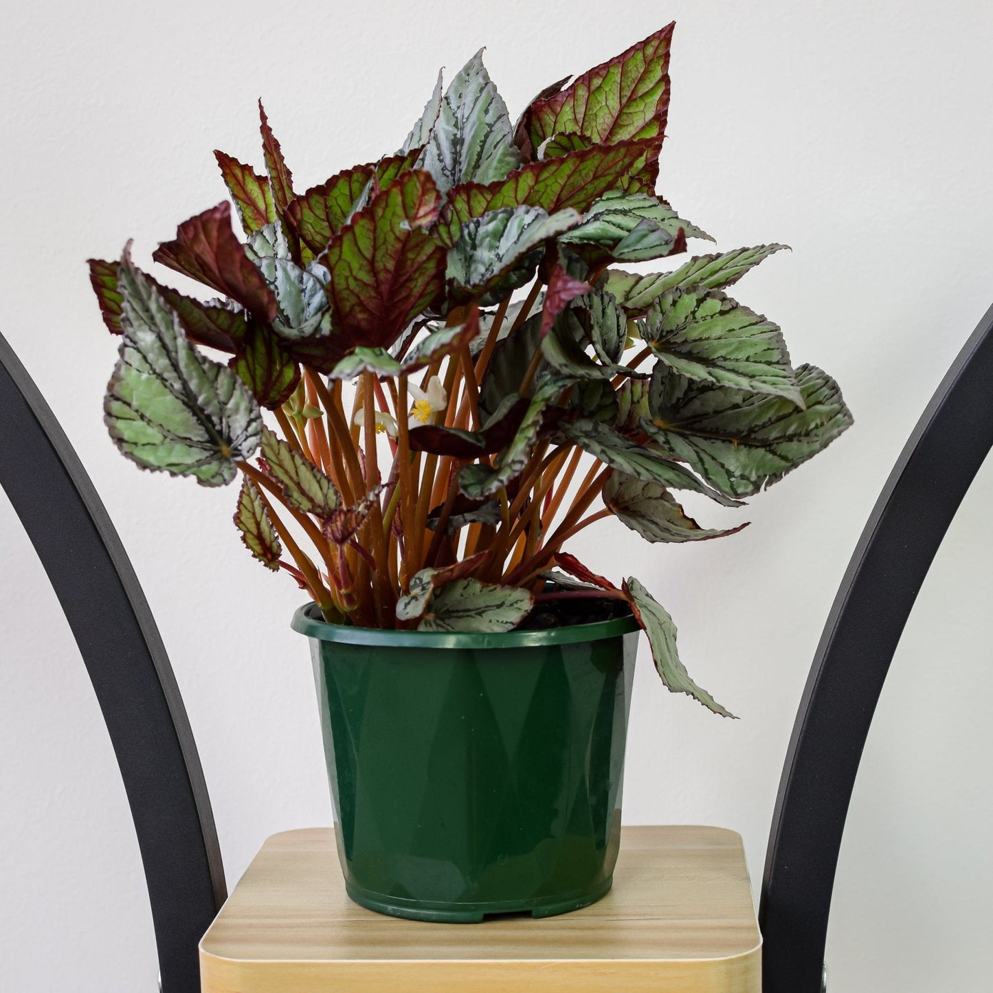 Begonia Mini Silver | The Plant Boys