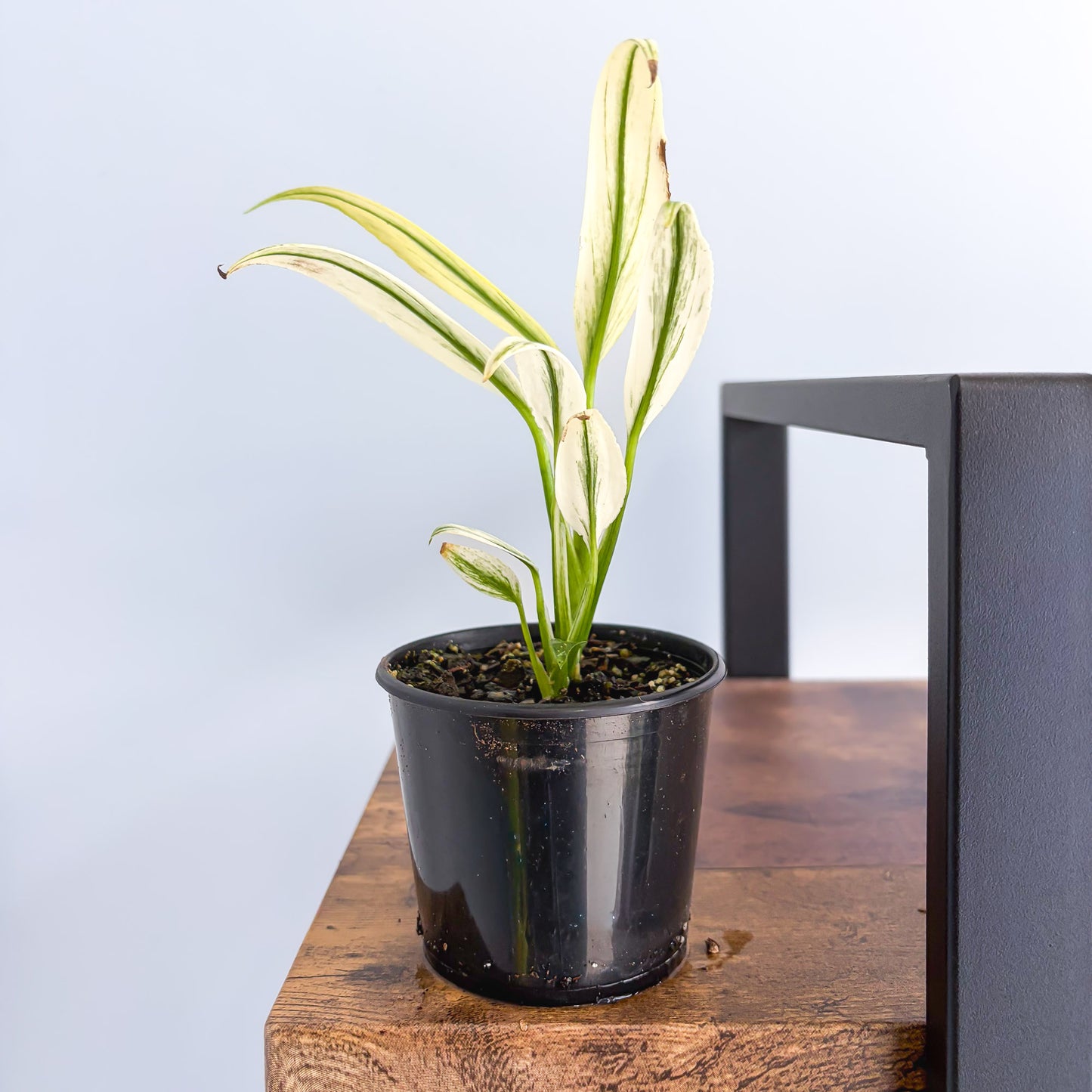 Epipremnum Amplissimum Silver | The Plant Boys