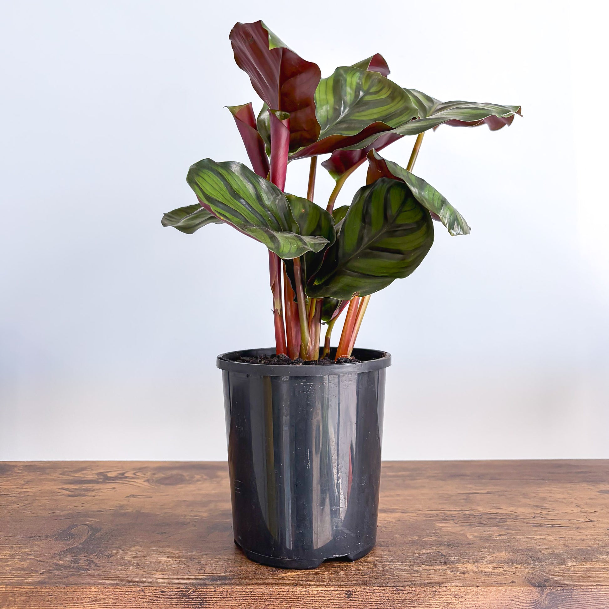 Calathea Fasciata | The Plant Boys