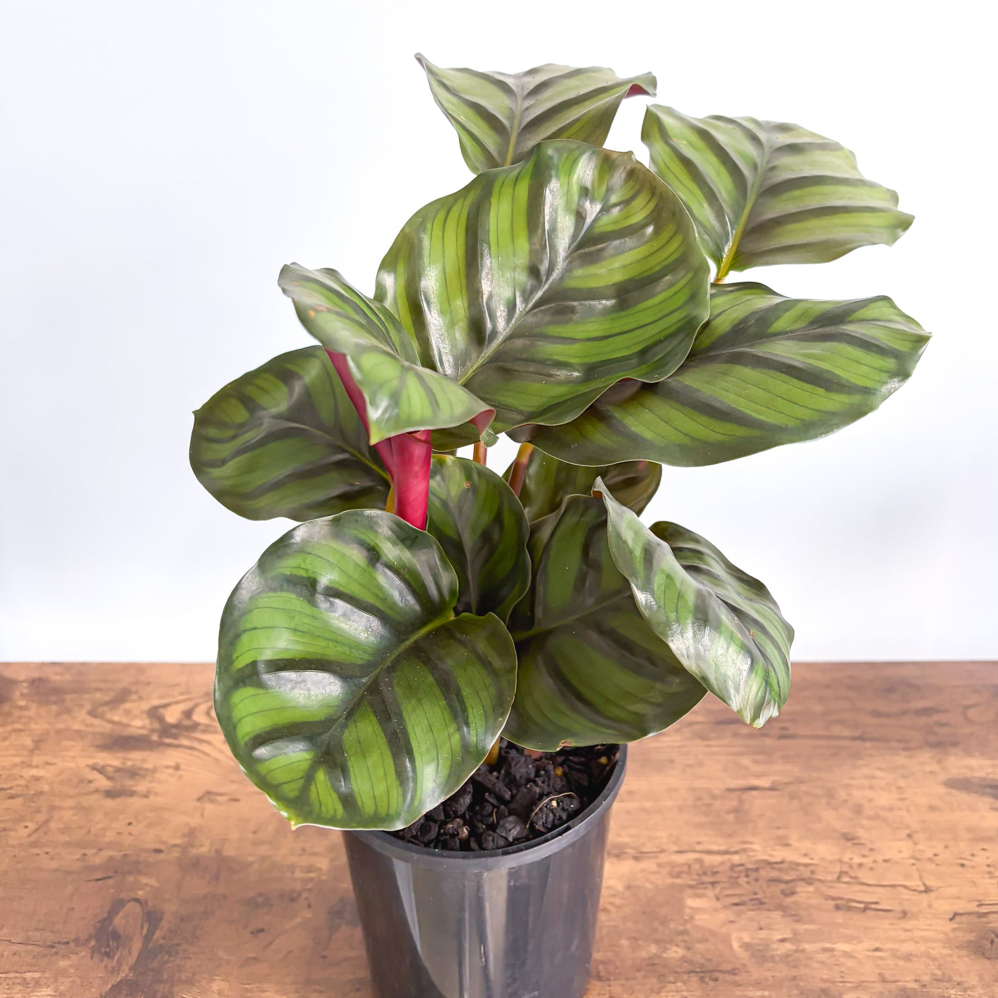 Calathea Fasciata | The Plant Boys
