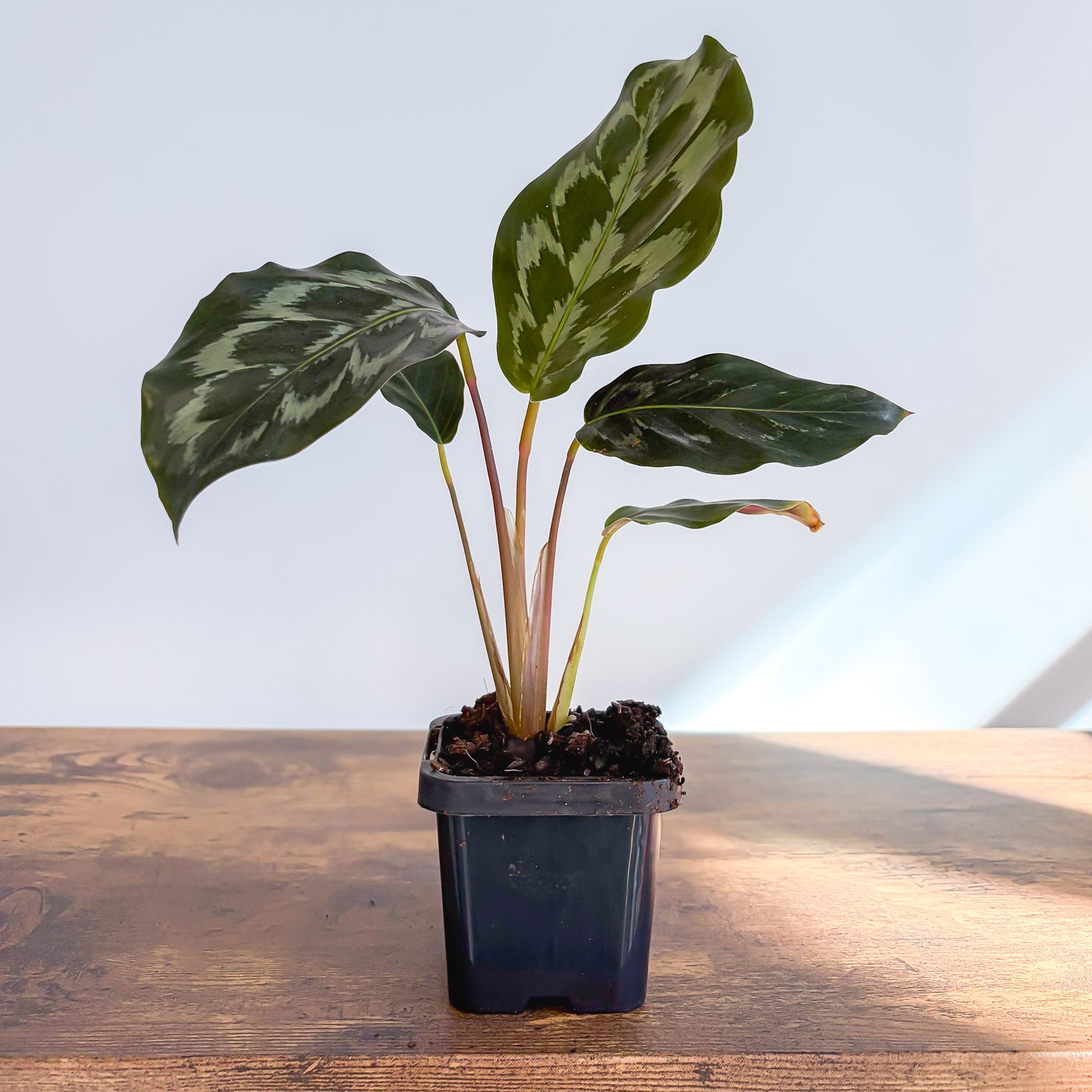 Calathea Helen Kennedy | The Plant Boys