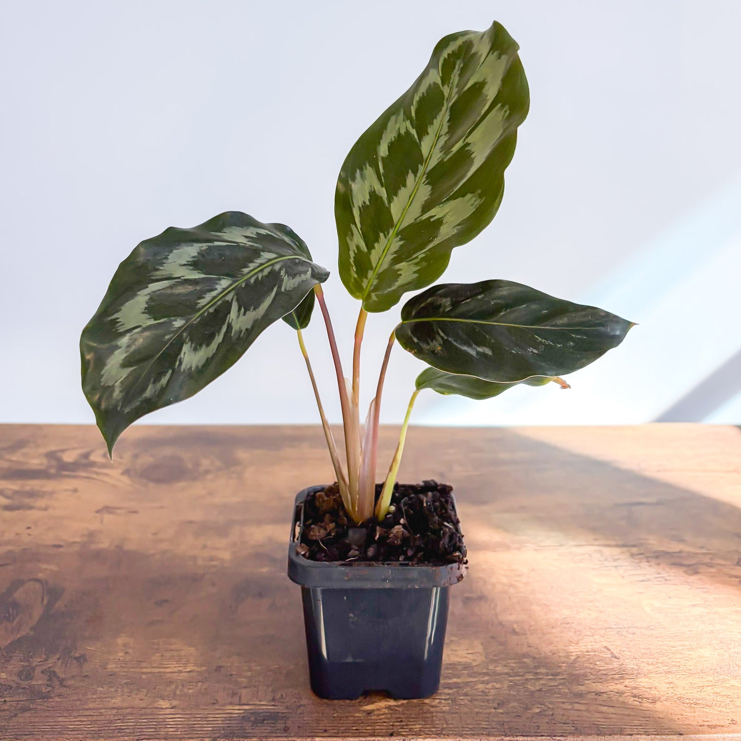 Calathea Helen Kennedy | The Plant Boys