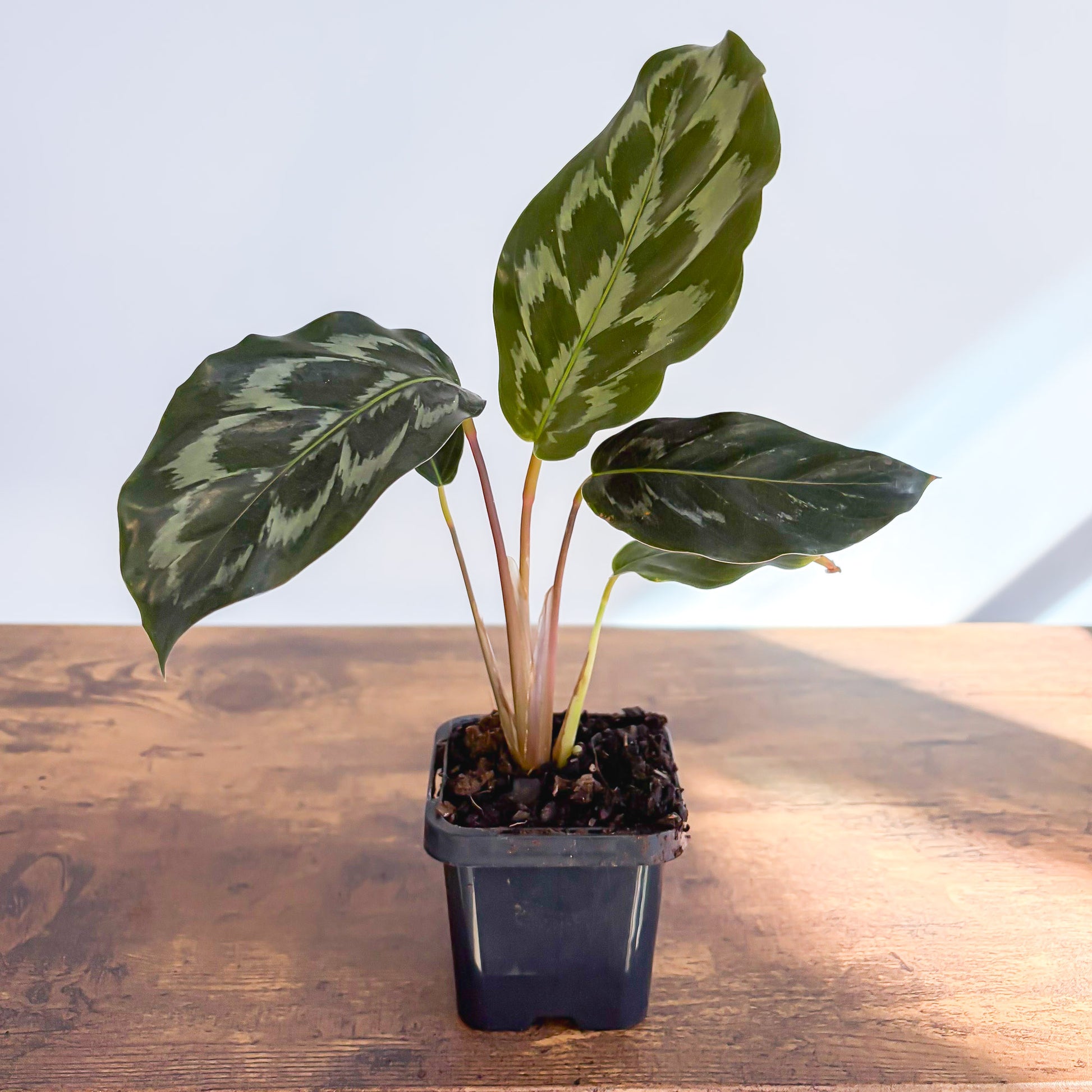 Calathea Helen Kennedy | The Plant Boys