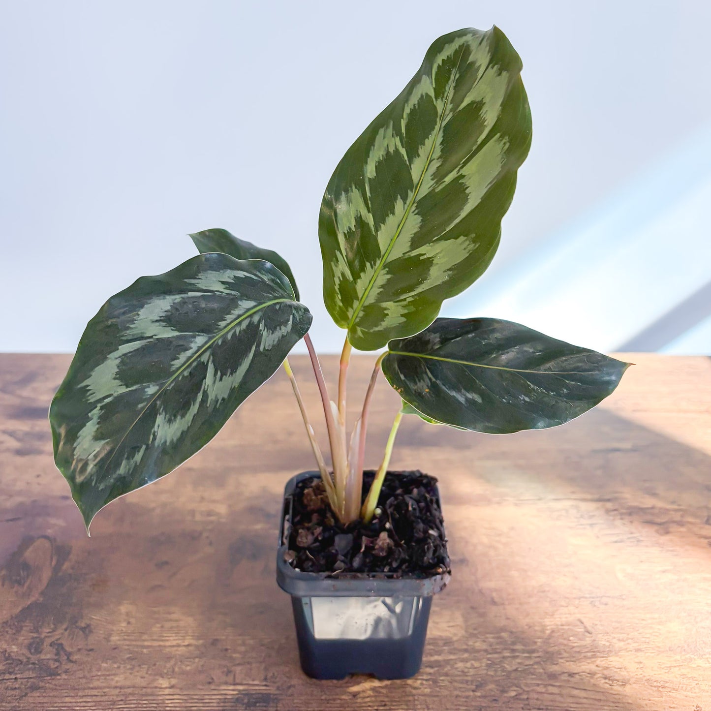 Calathea Helen Kennedy | The Plant Boys