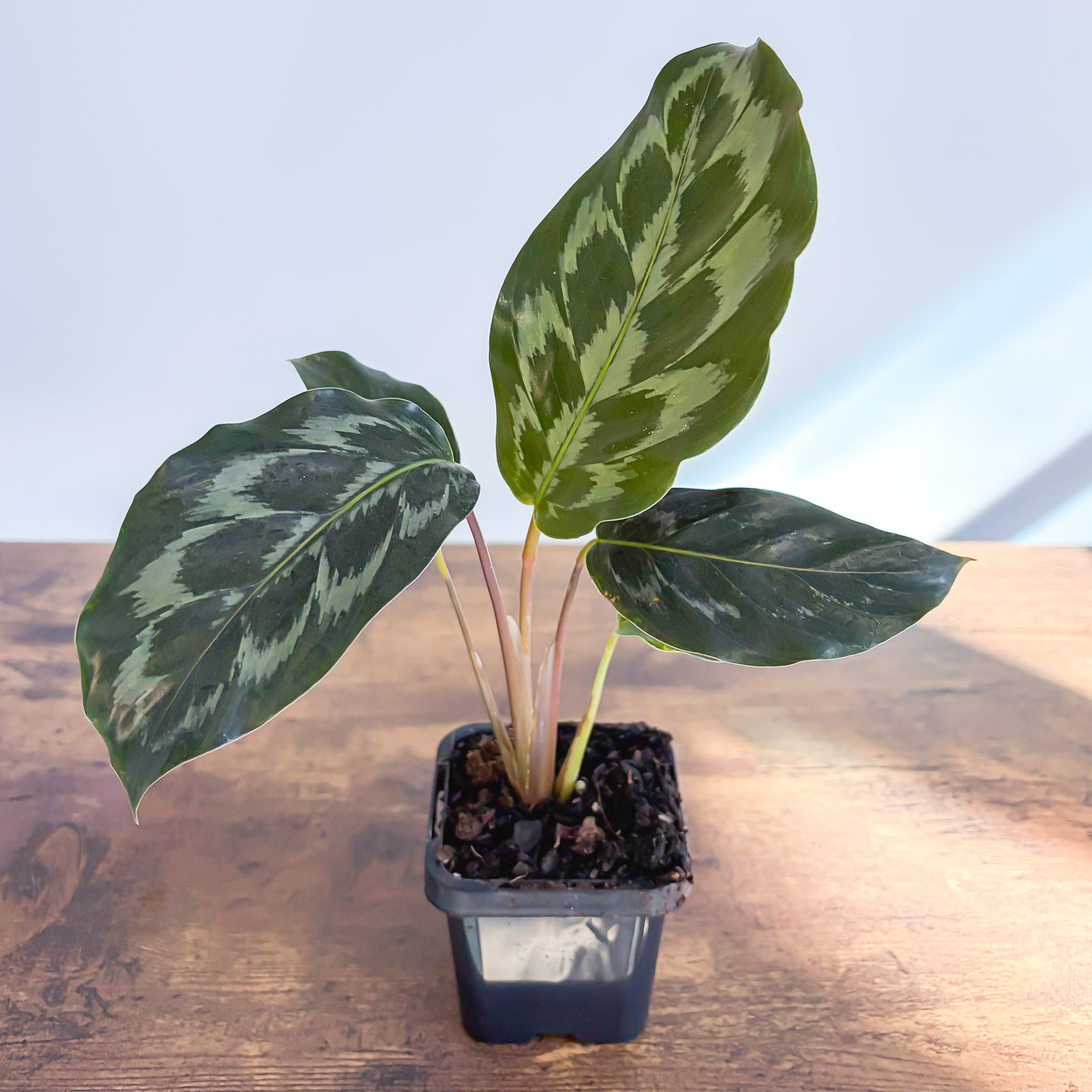 Calathea Helen Kennedy | The Plant Boys
