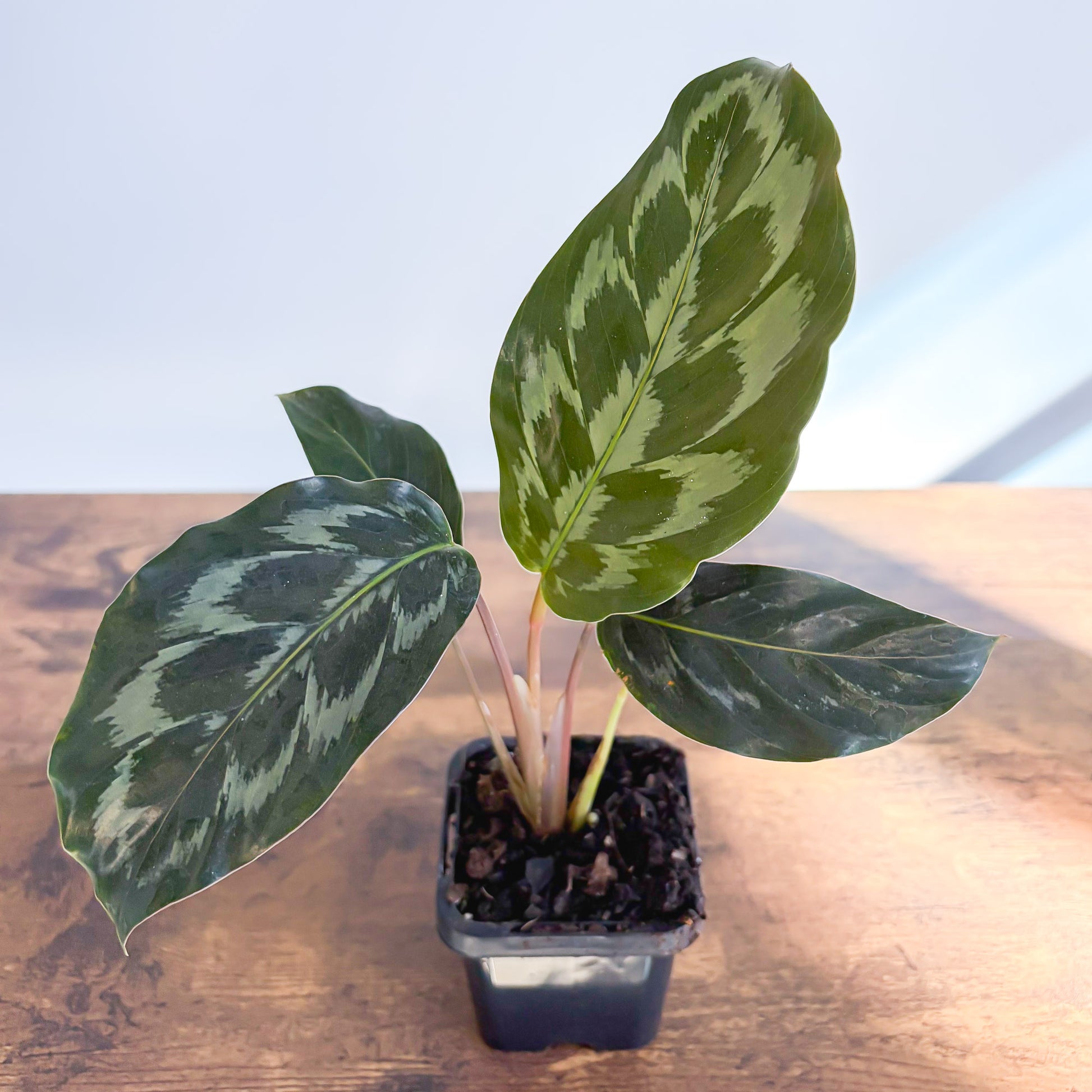 Calathea Helen Kennedy | The Plant Boys