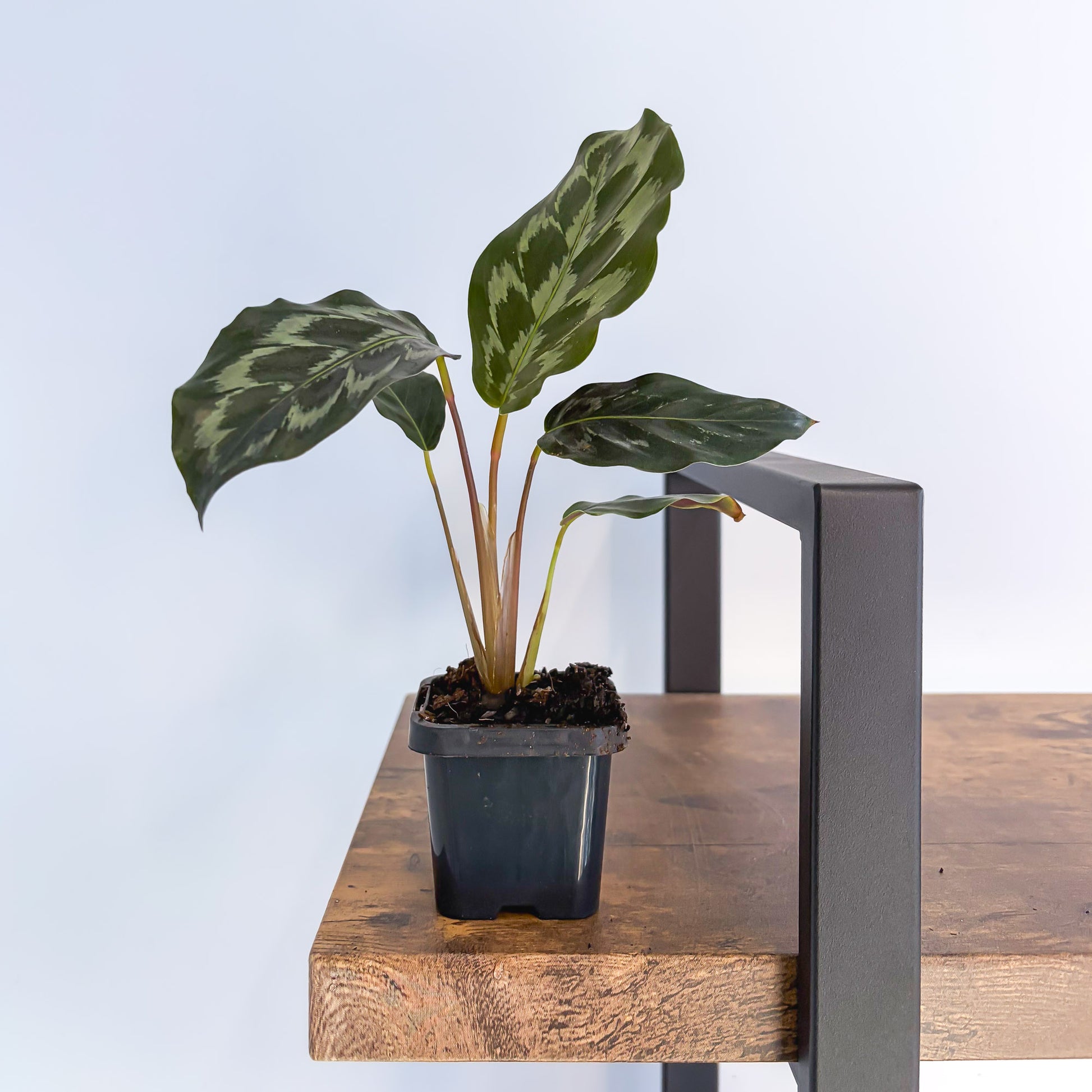 Calathea Helen Kennedy | The Plant Boys