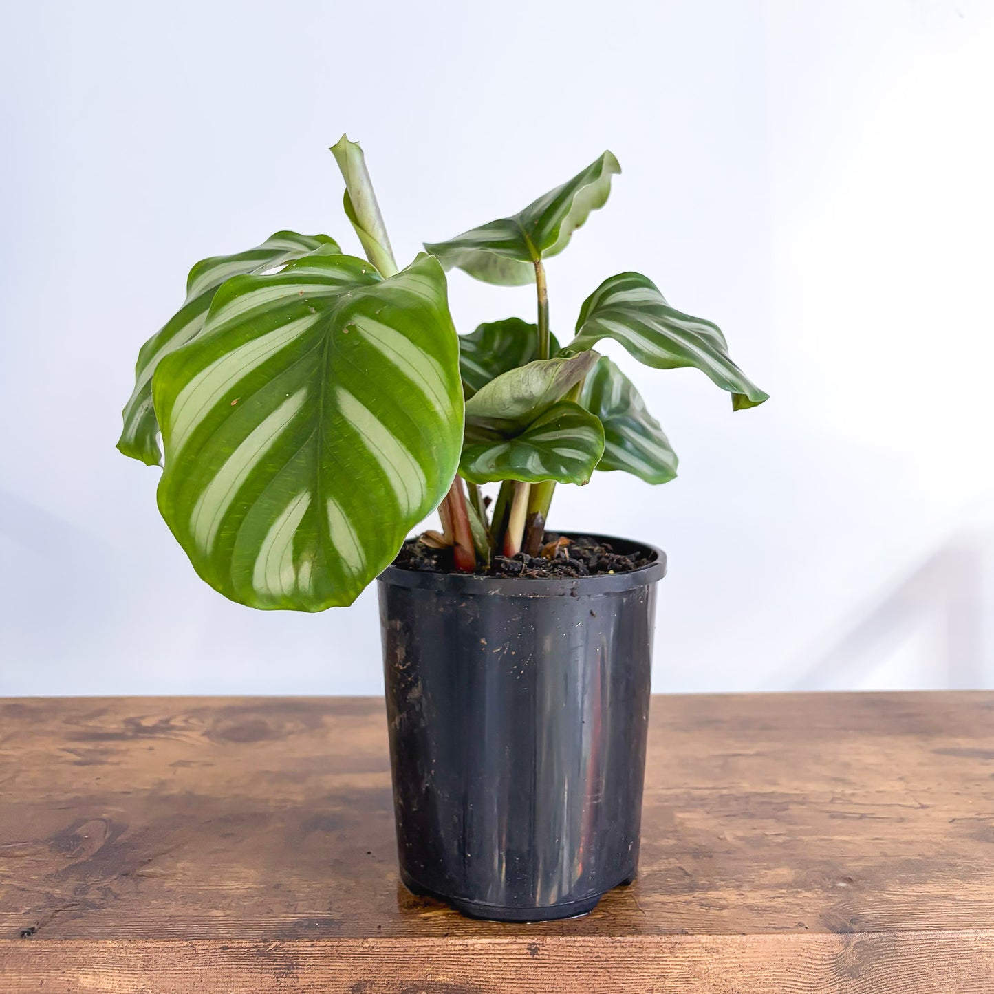 Calathea Orbifolia Watercolours | The Plant Boys