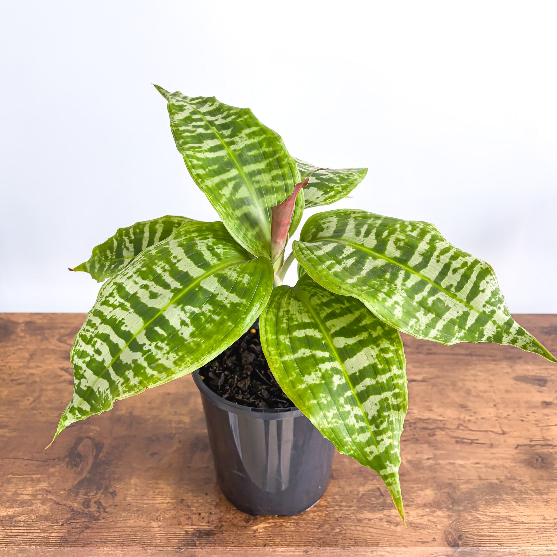 dracaena goldieana Dracaena Goldieana – The Plant Boys