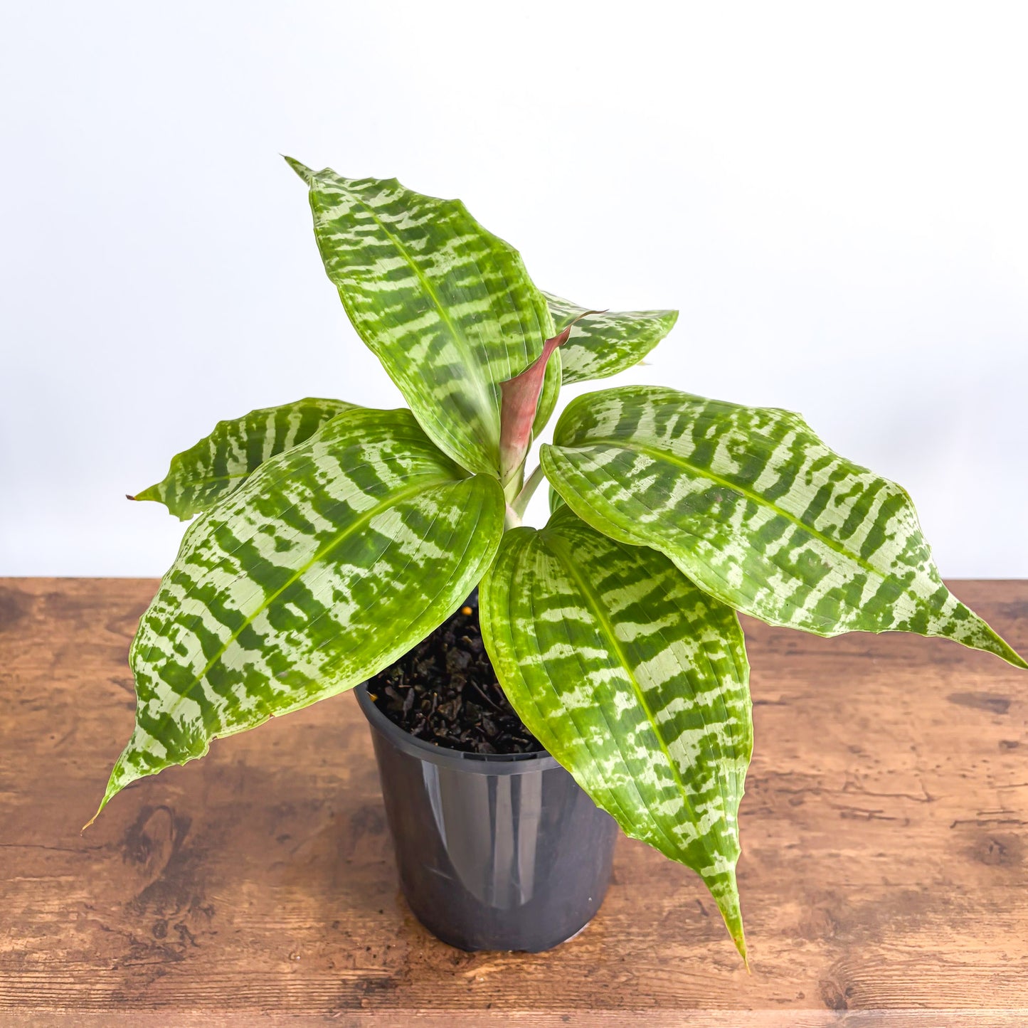 Dracaena Goldieana | The Plant Boys