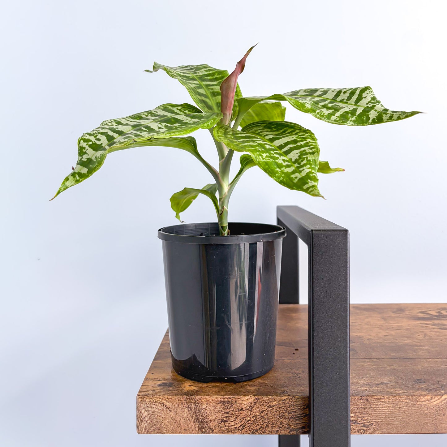 Dracaena Goldieana | The Plant Boys