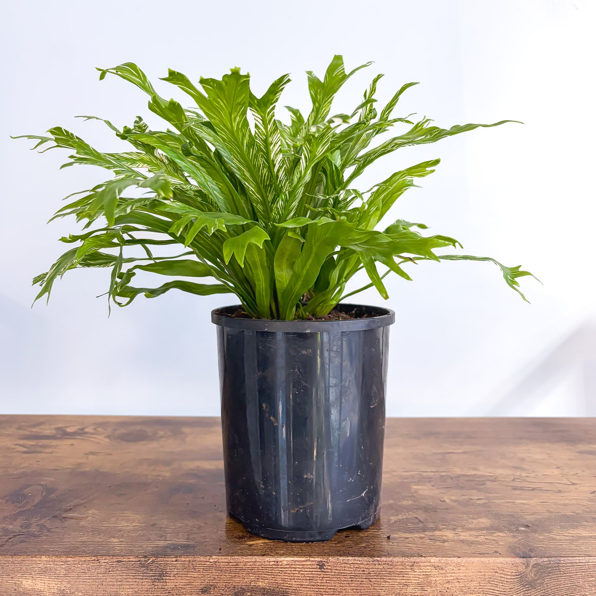Asplenium Bird's Nest Variegated Fern | The Plant Boys