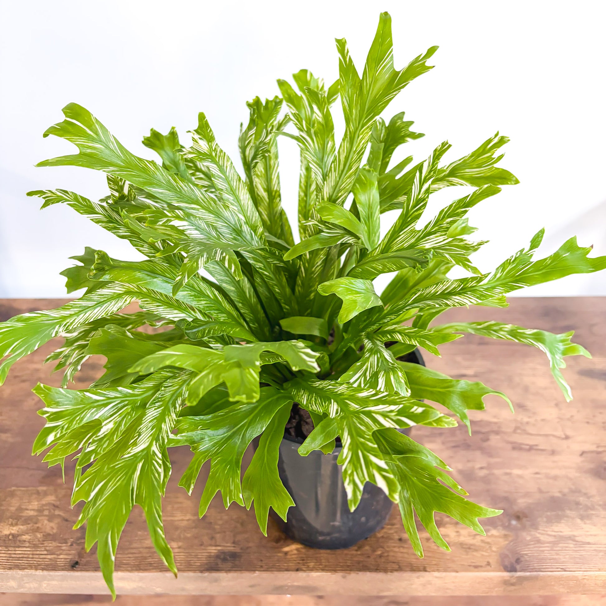 Asplenium Bird's Nest Variegated Fern | The Plant Boys