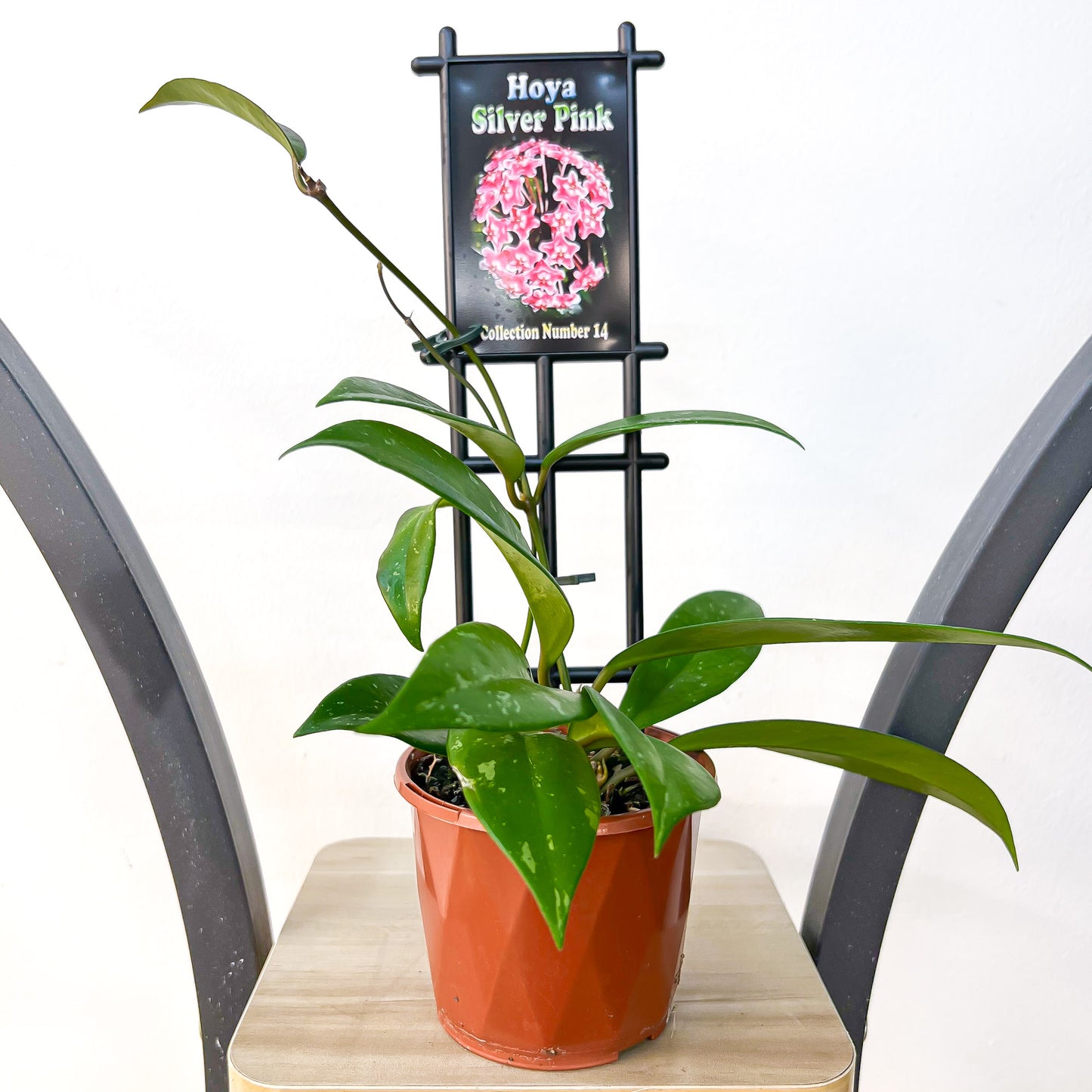 Hoya Silver Pink (hero)