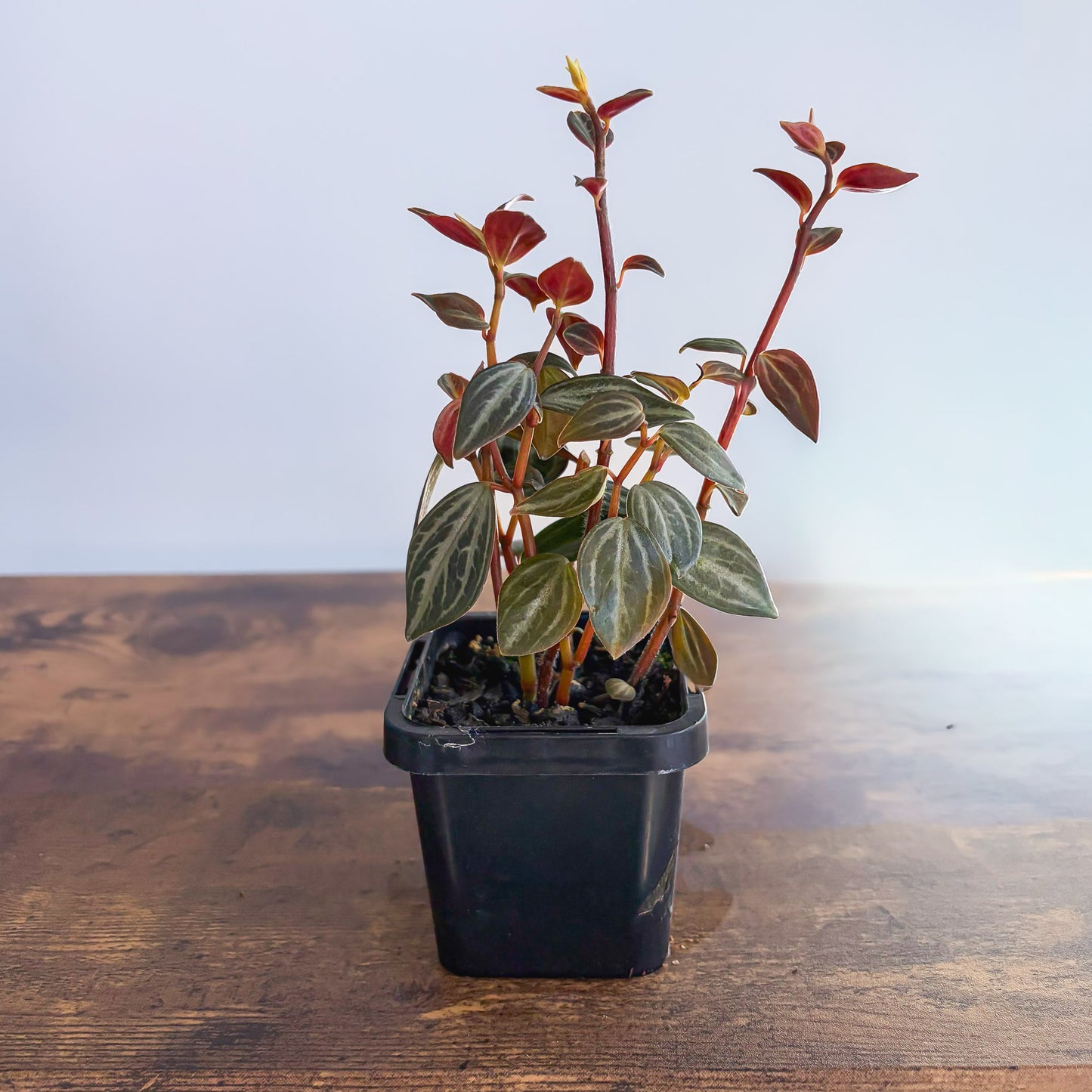 Peperomia Trinervis | The Plant Boys