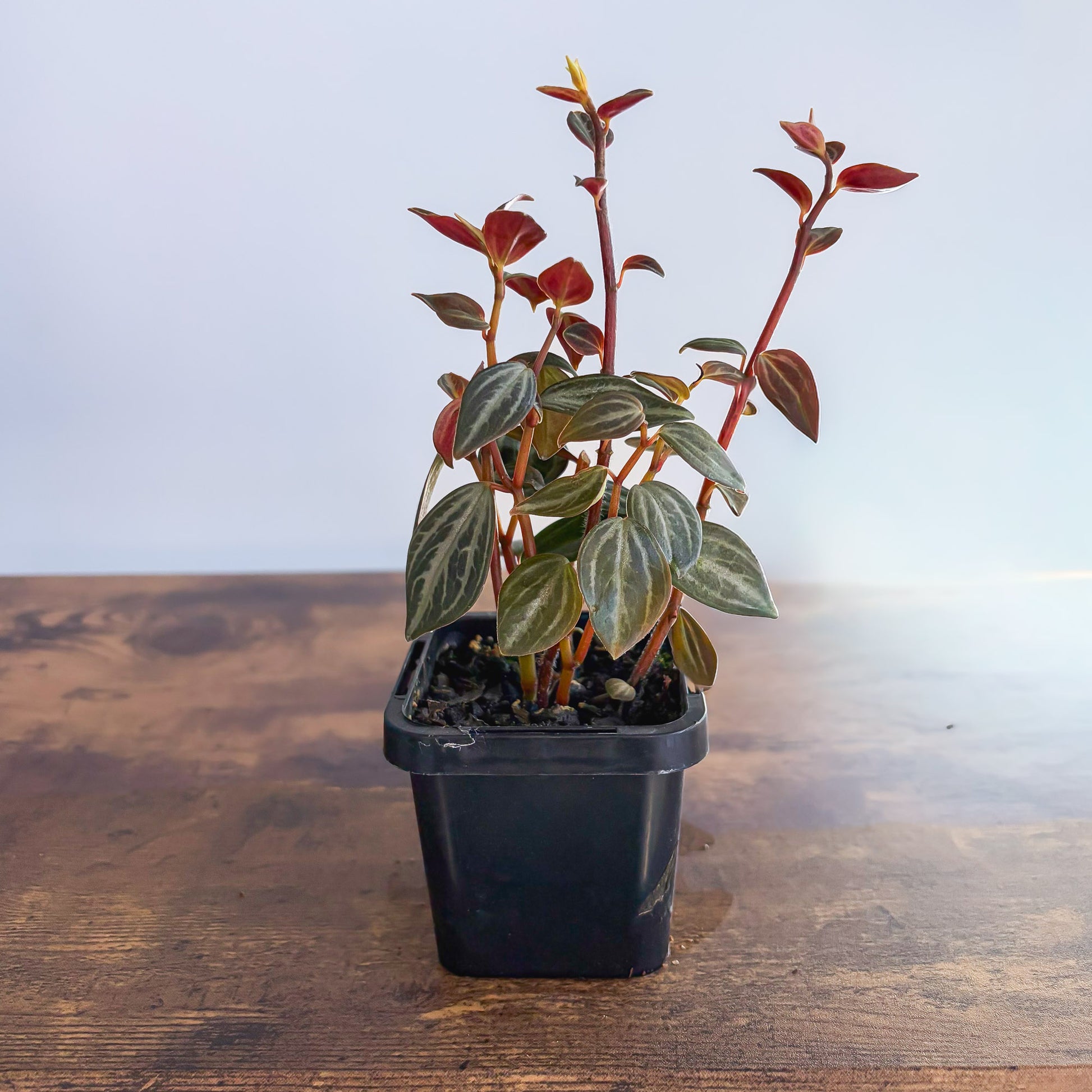 Peperomia Trinervis | The Plant Boys