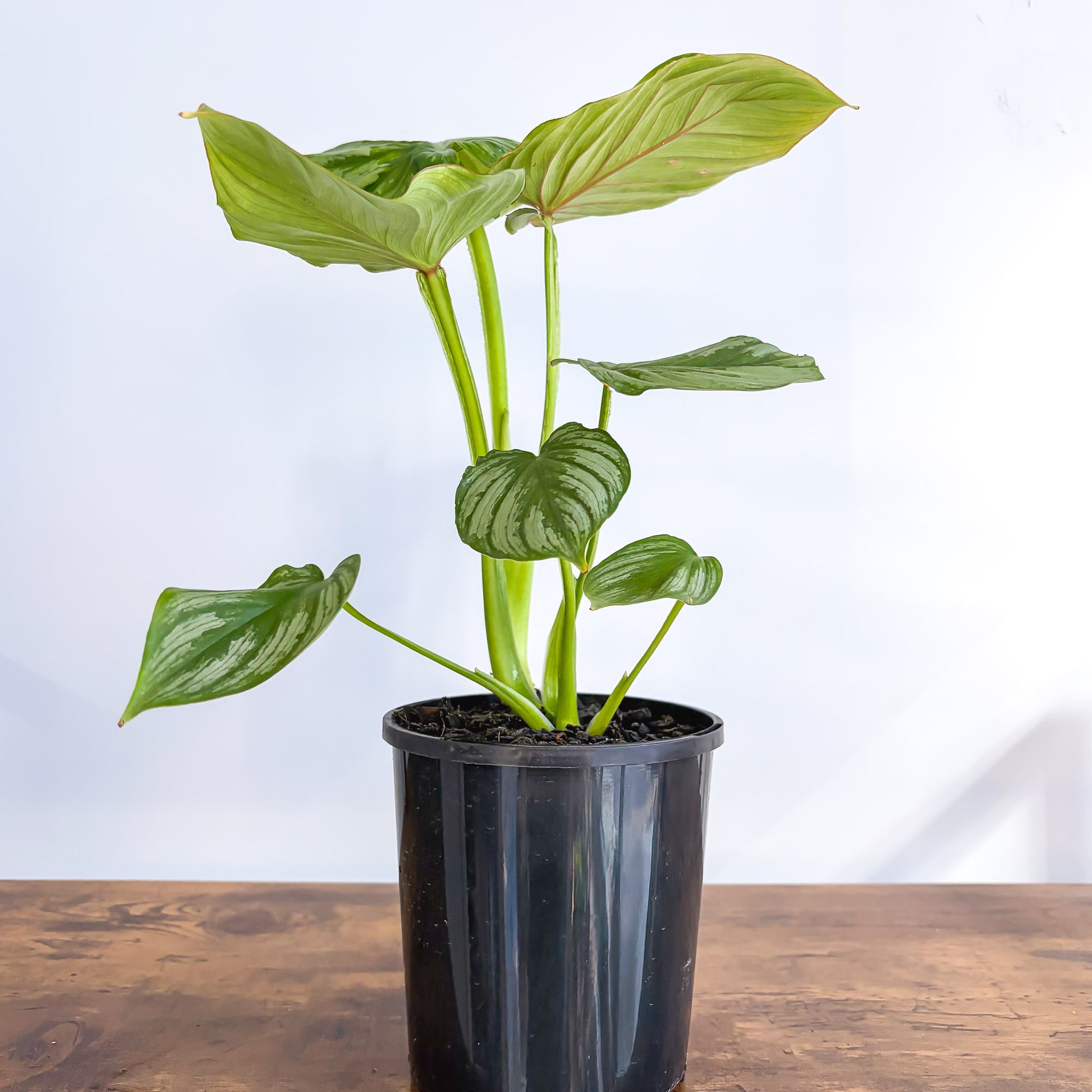 philodendron mamei propagation Philodendron Mamei – The Plant Boys