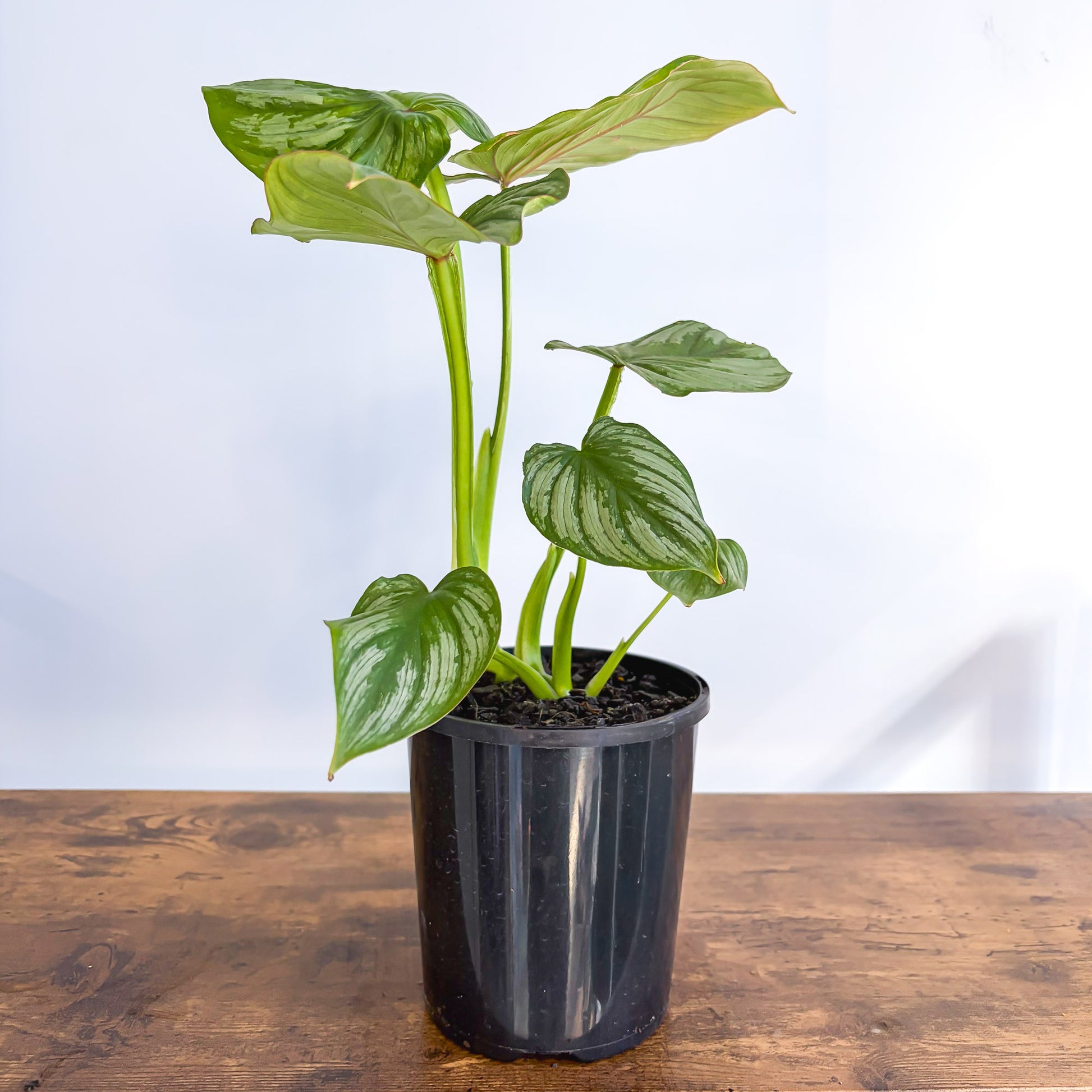 Philodendron Mamei – The Plant Boys