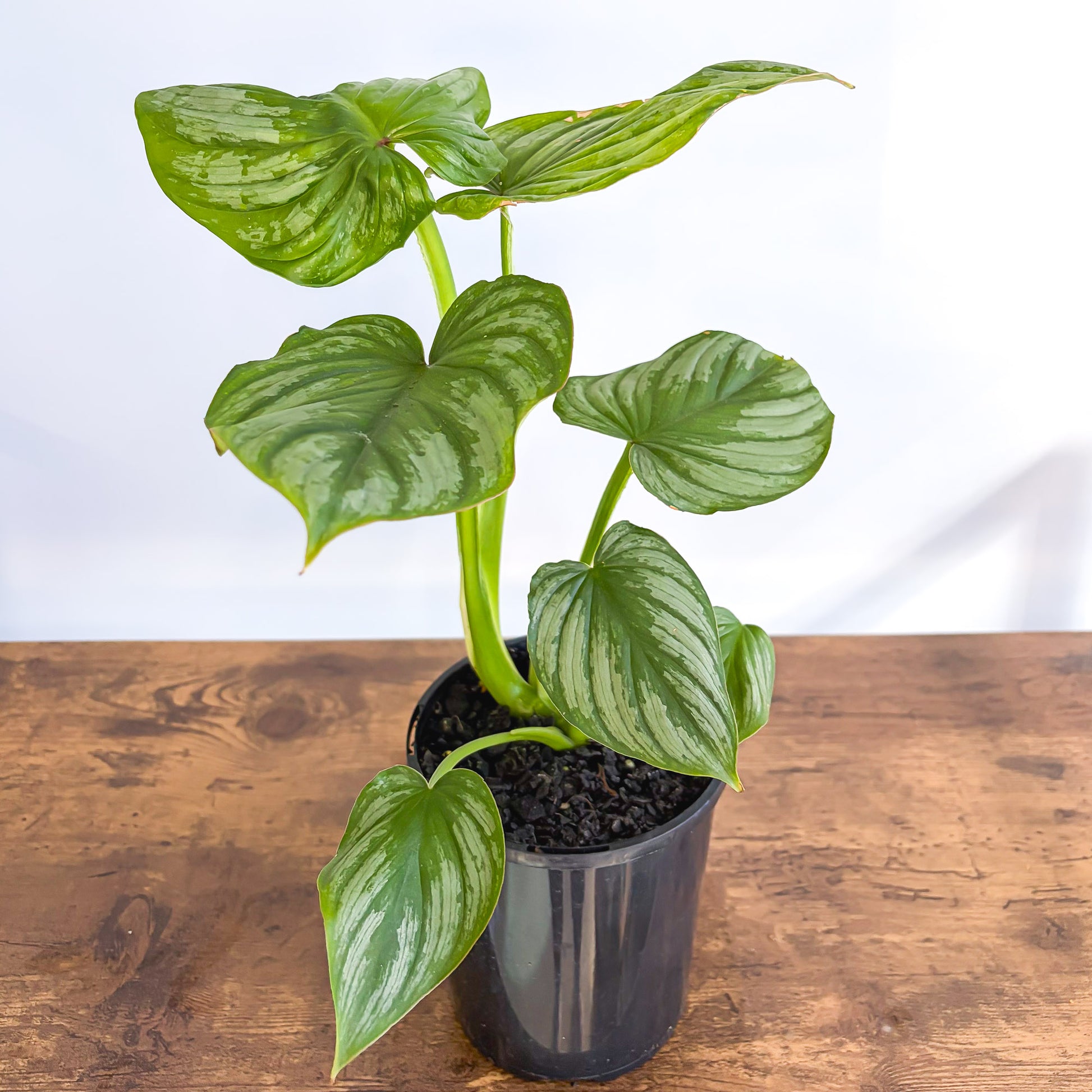 philodendron mamei Philodendron Mamei – The Plant Boys