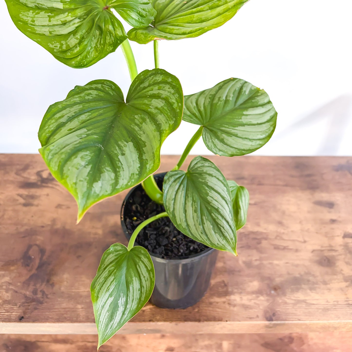 Philodendron Mamei | The Plant Boys