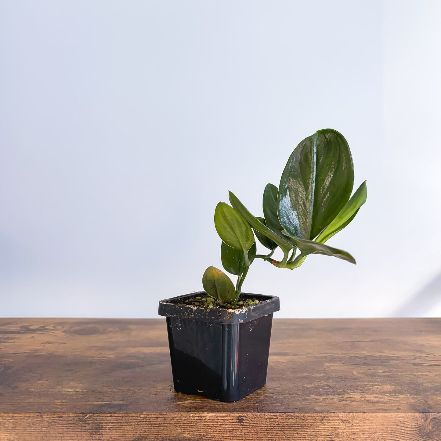 Scindapsus Treubii Black Dove | The Plant Boys