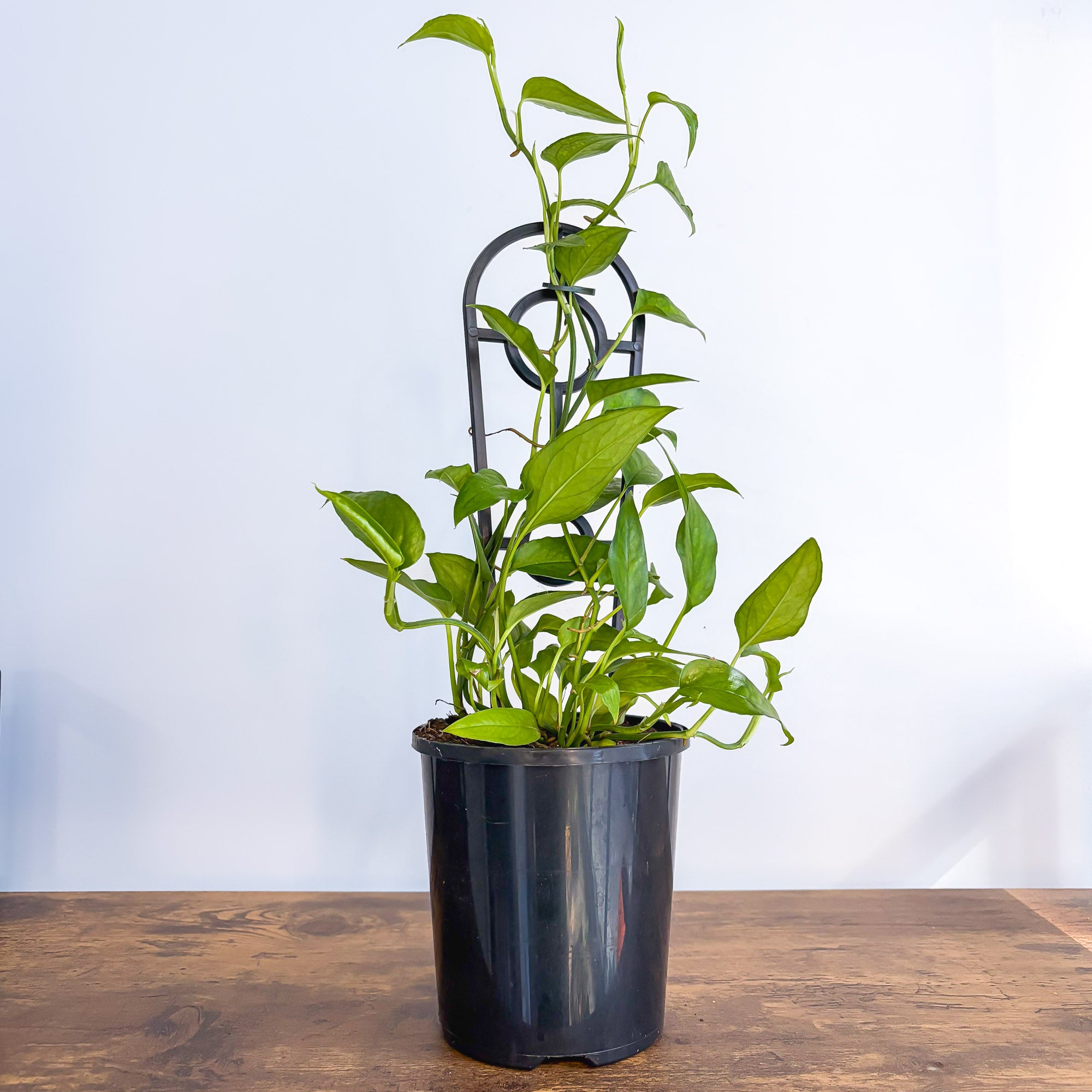 skeleton key pothos for sale Epipremnum Pinnatum Skeleton Key Pothos – The Plant Boys
