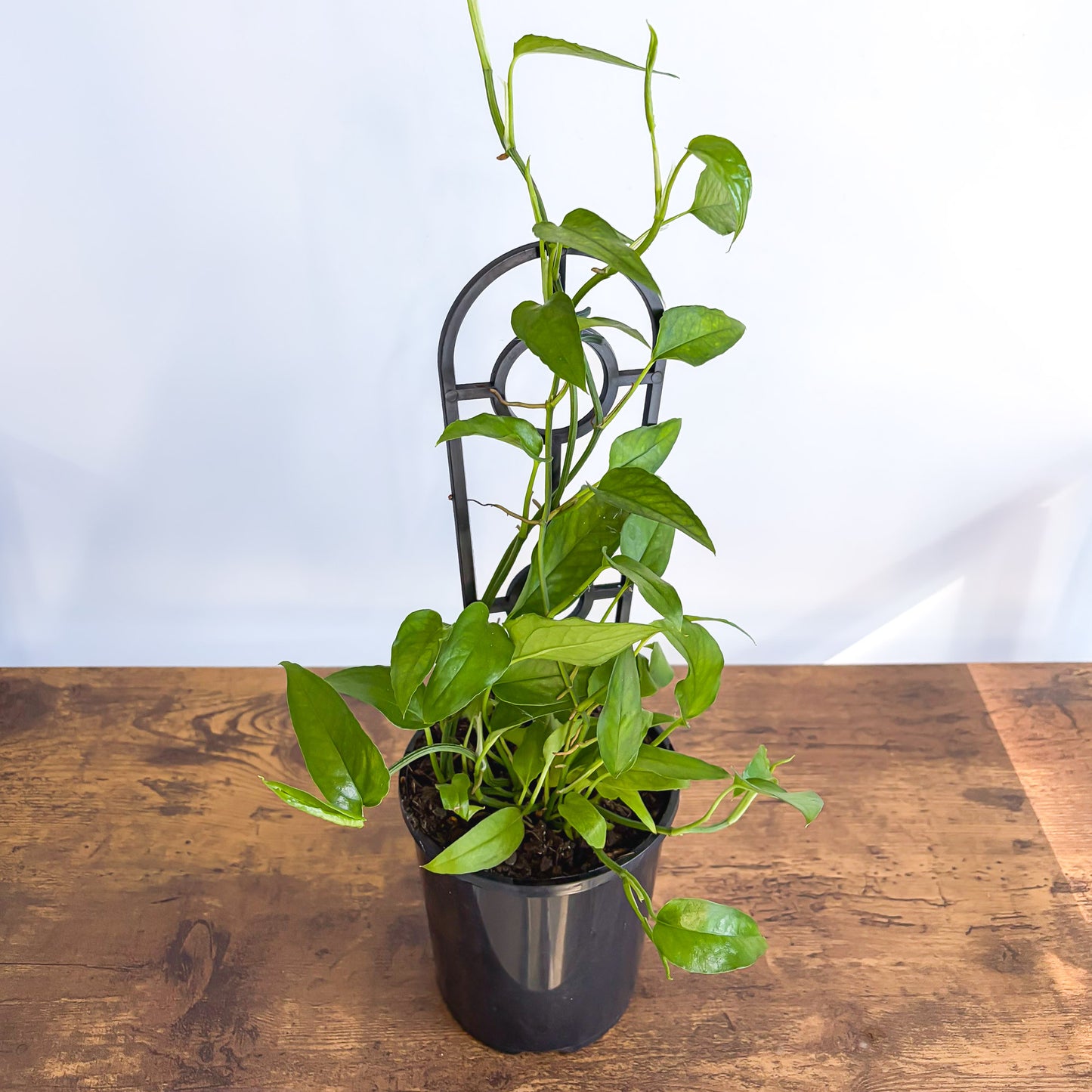 Epipremnum Pinnatum Skeleton Key Pothos | The Plant Boys