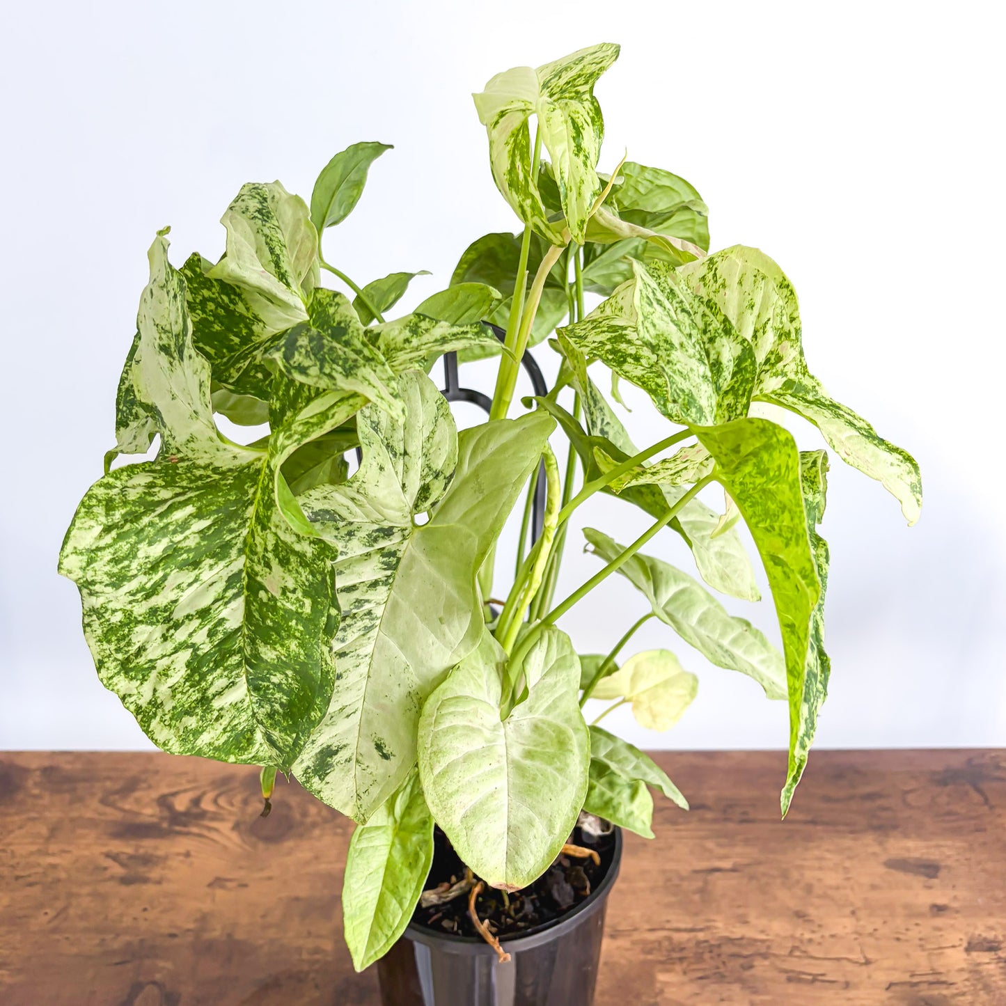 Syngonium Confetti Tricolour | The Plant Boys