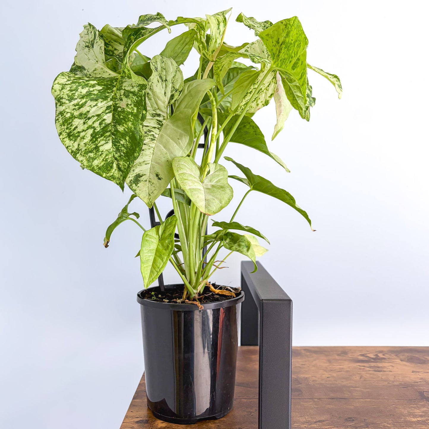 Syngonium Confetti Tricolour | The Plant Boys