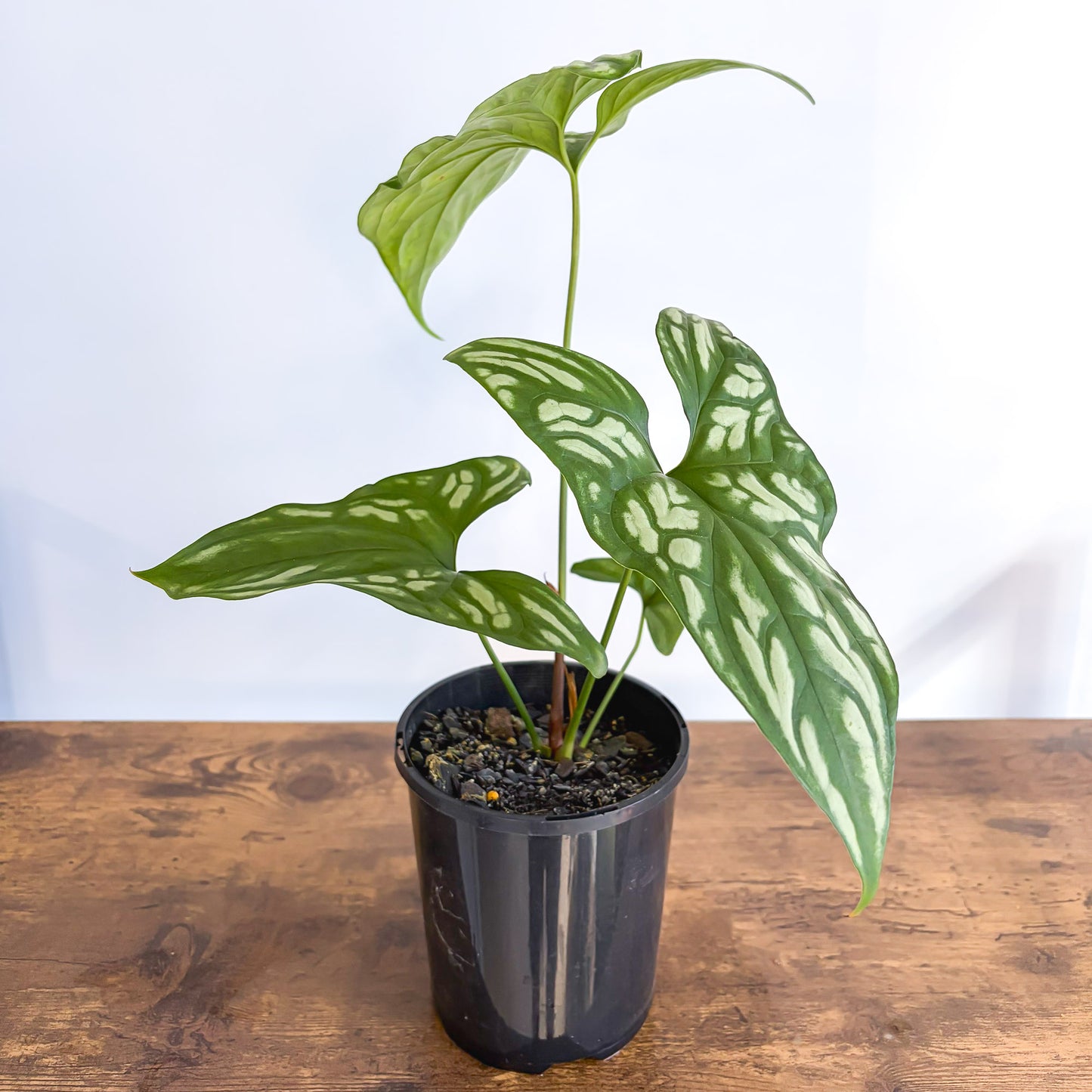Cercestis Mirabilis | The Plant Boys