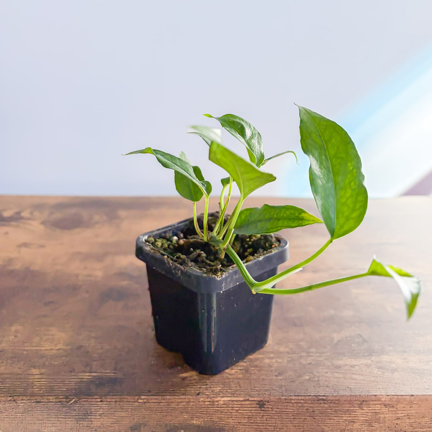 Epipremnum Pinnatum Skeleton Key Pothos | The Plant Boys