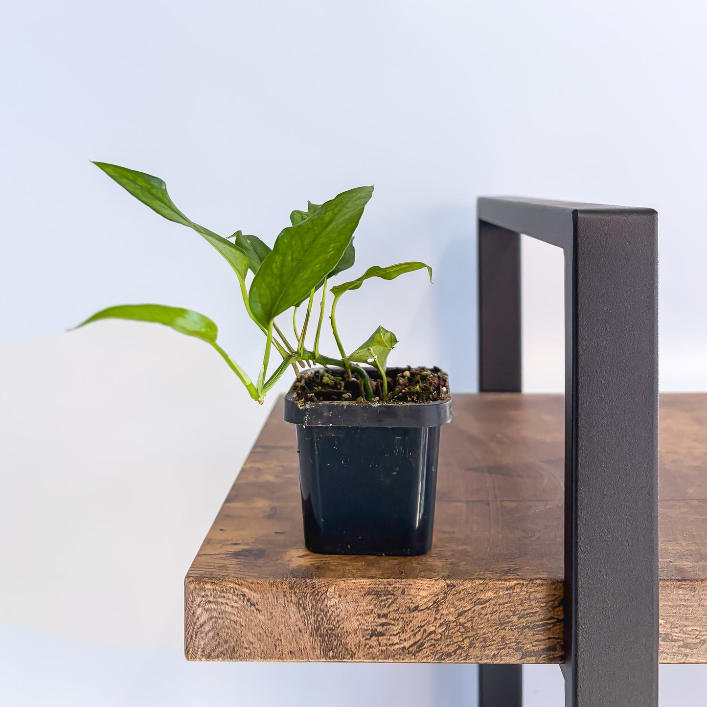 Epipremnum Pinnatum Skeleton Key Pothos | The Plant Boys