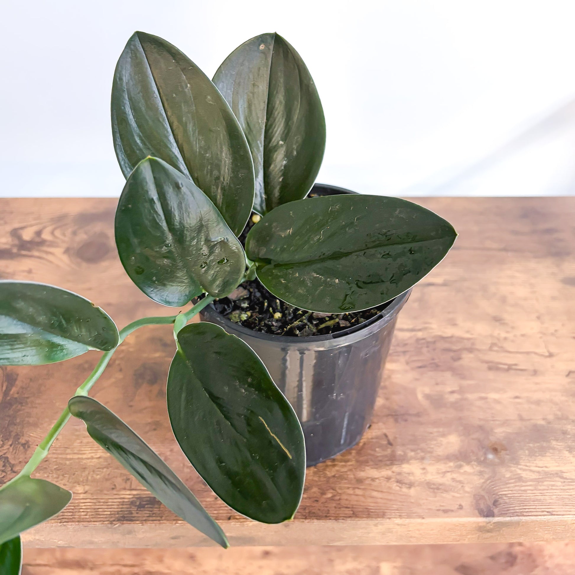Scindapsus Treubii Black Dove | The Plant Boys