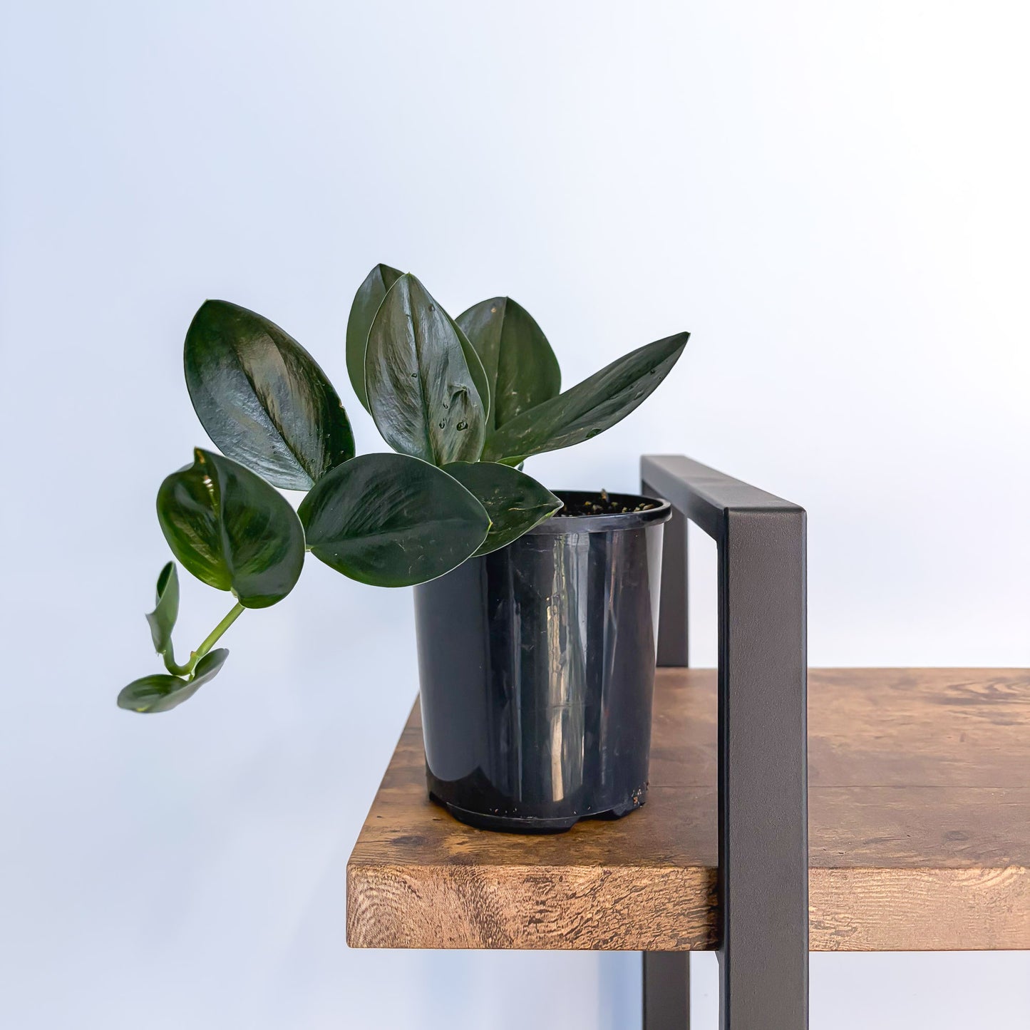 Scindapsus Treubii Black Dove | The Plant Boys