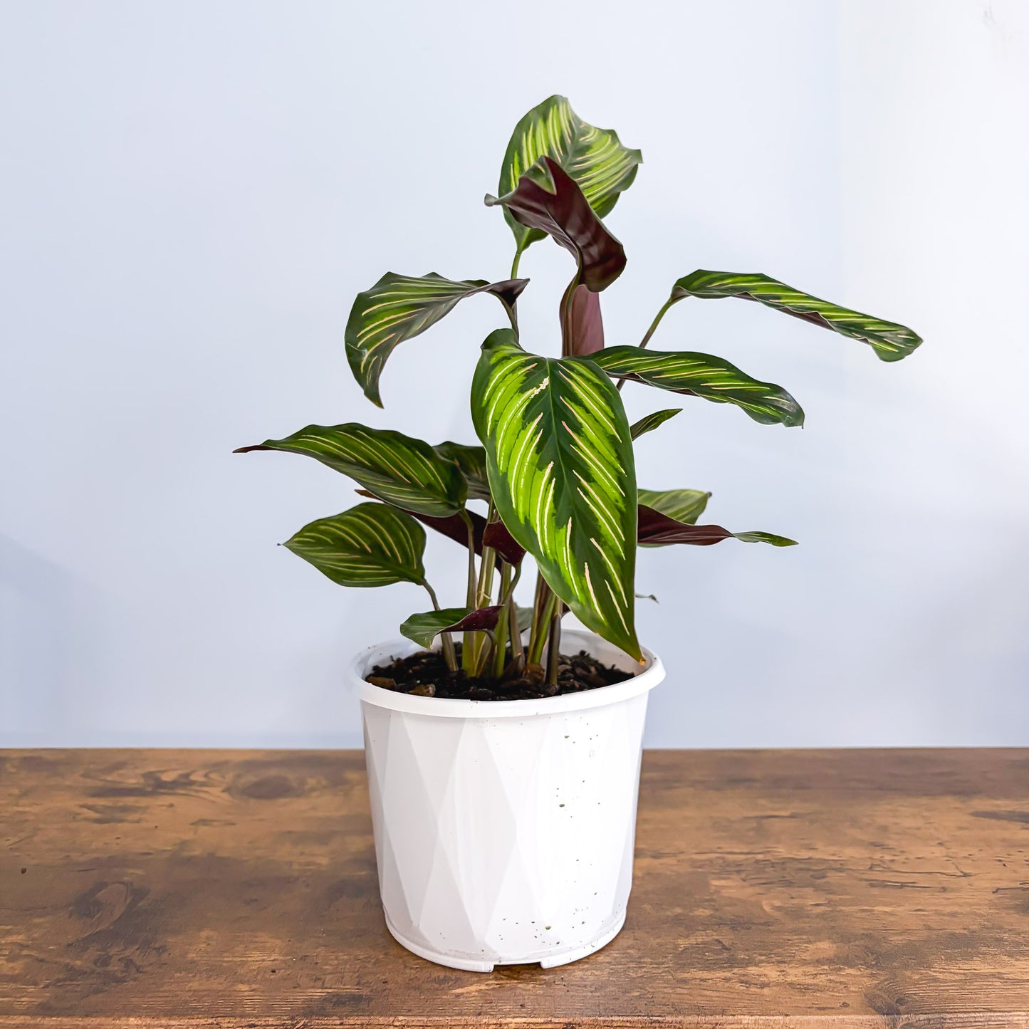 Calathea Beauty Star | The Plant Boys