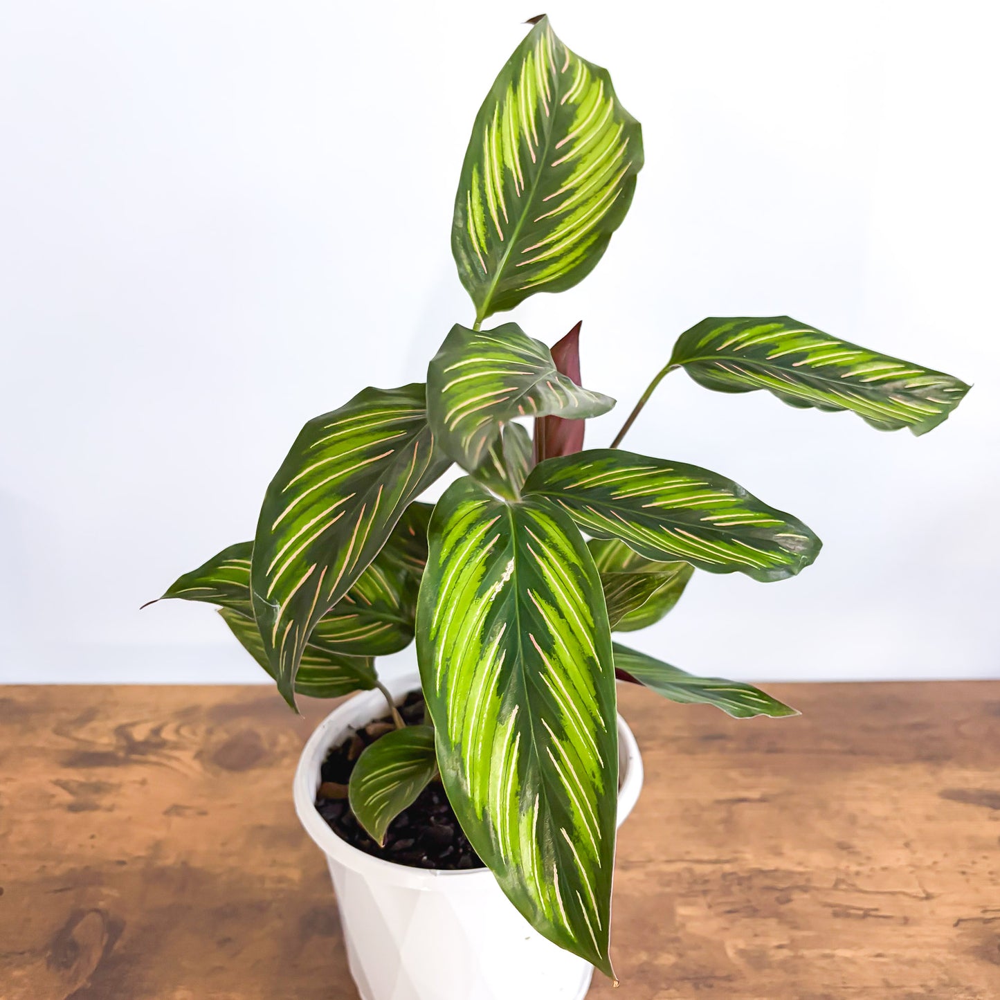 Calathea Beauty Star | The Plant Boys