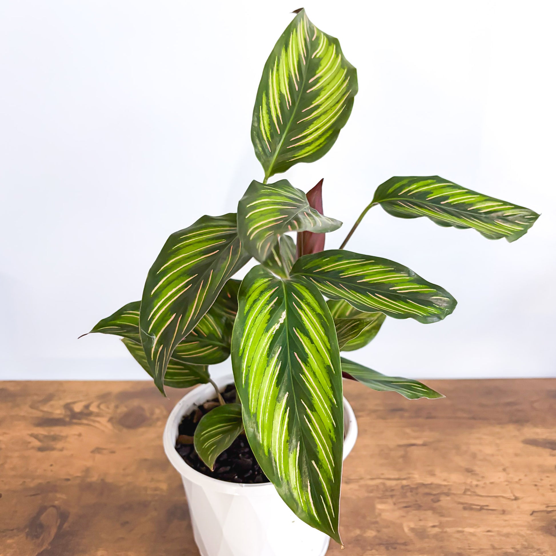 Calathea Beauty Star – The Plant Boys