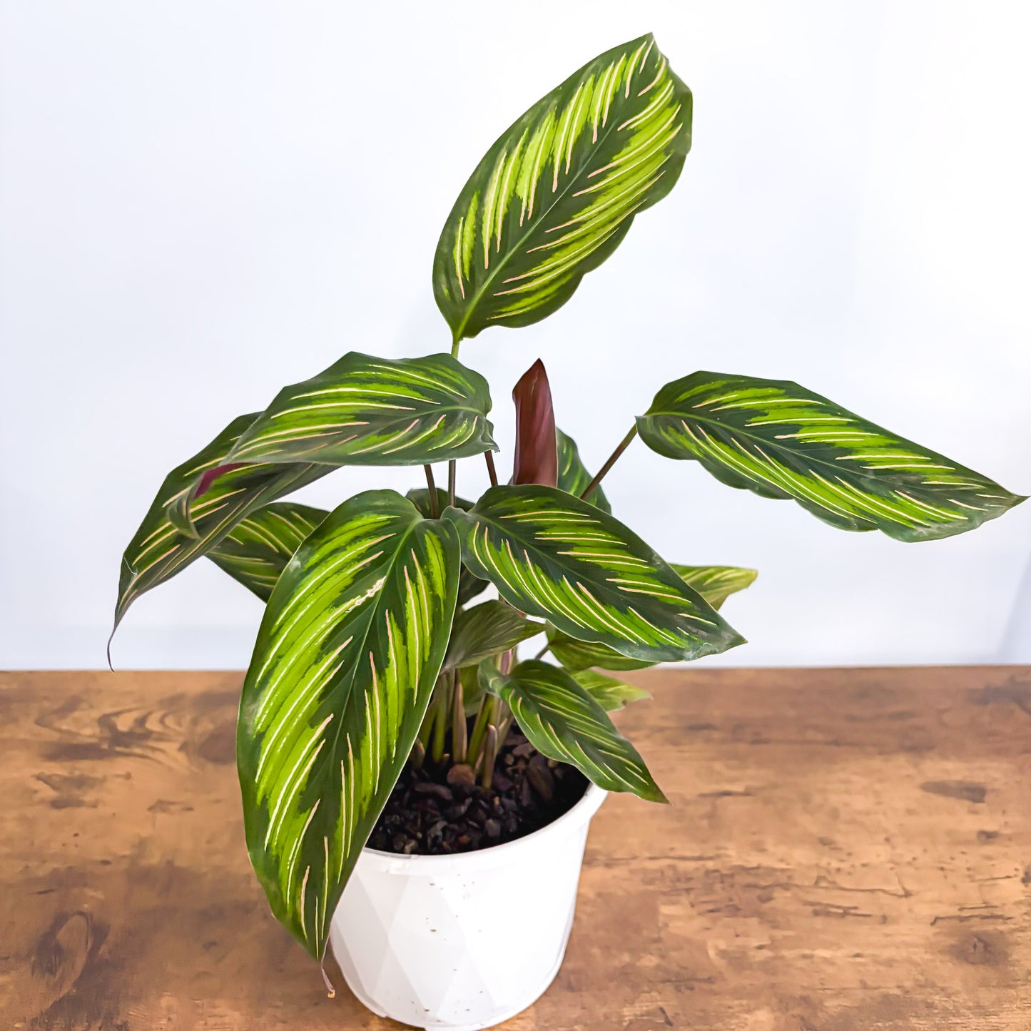Calathea Beauty Star | The Plant Boys