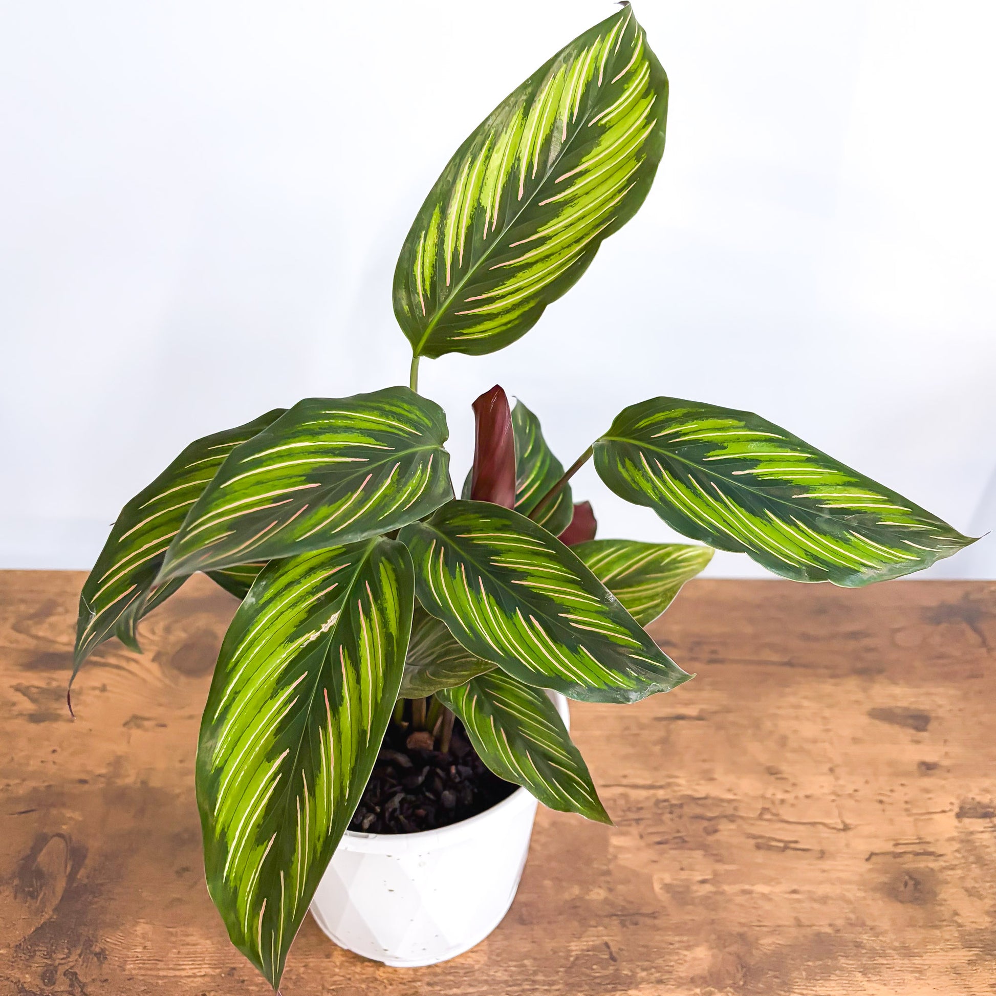 Calathea Beauty Star | The Plant Boys