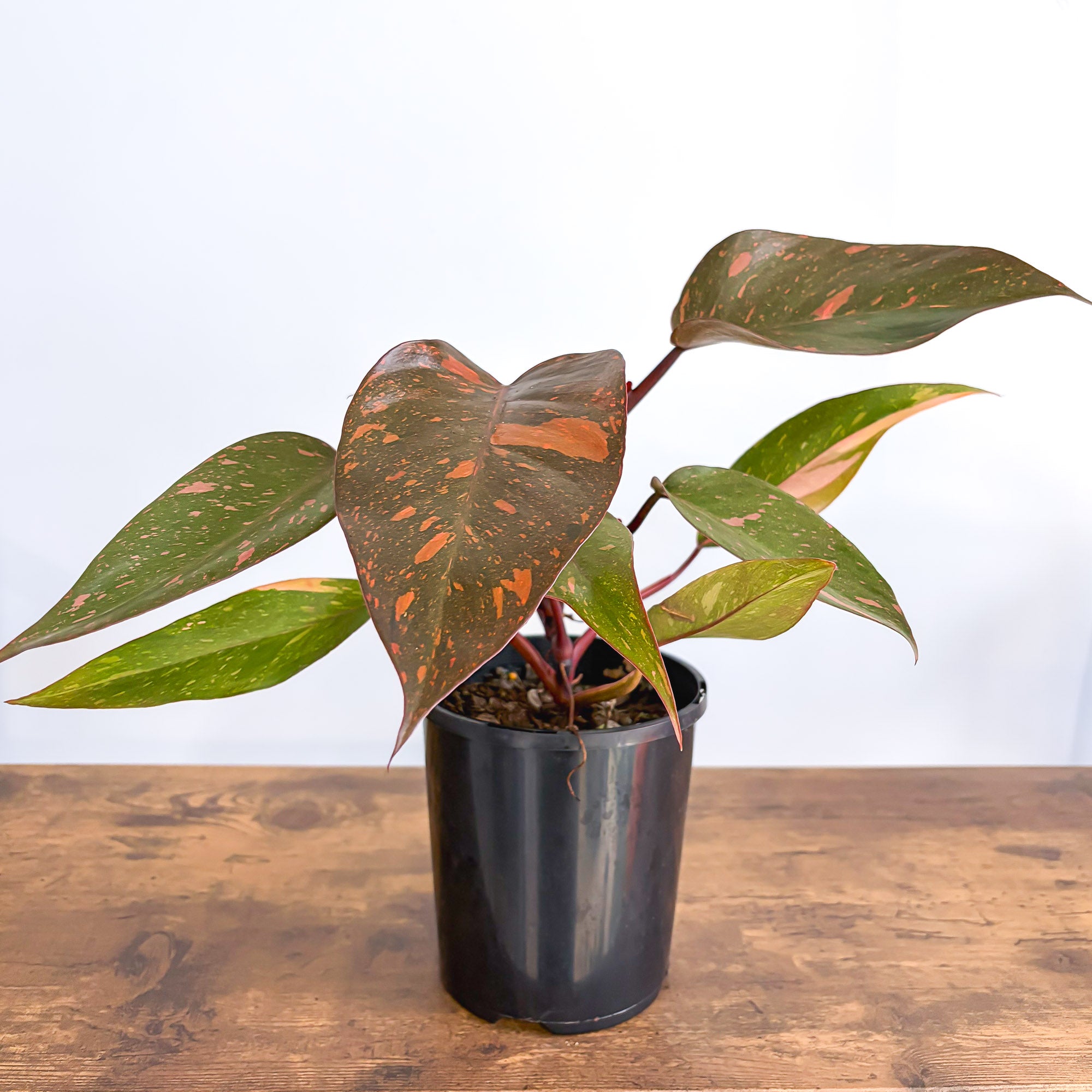 Philodendron Orange Princess – The Plant Boys